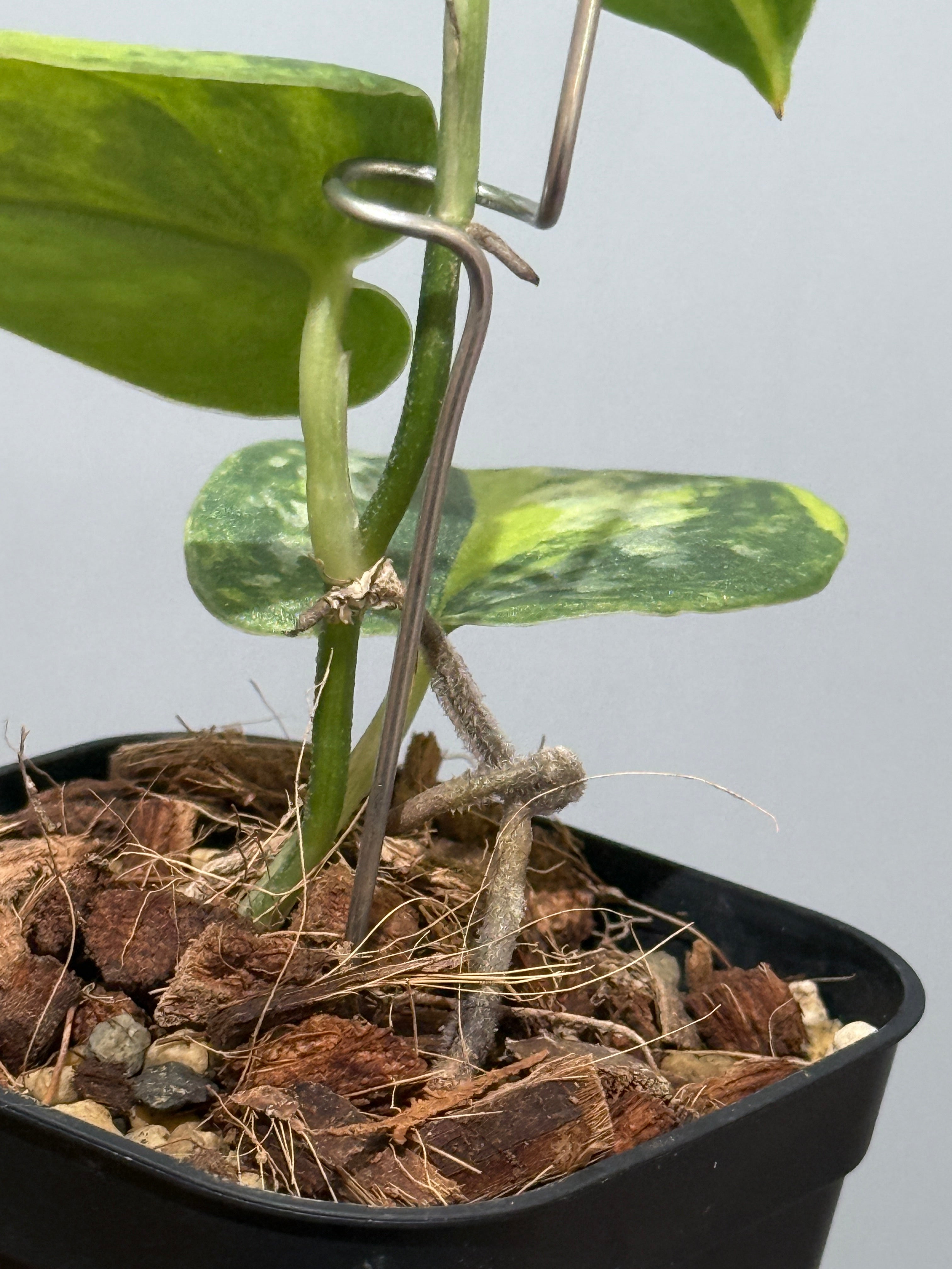 スキンダプサス グリーン ダイヤモンド / Scindapsus Green diamond(2