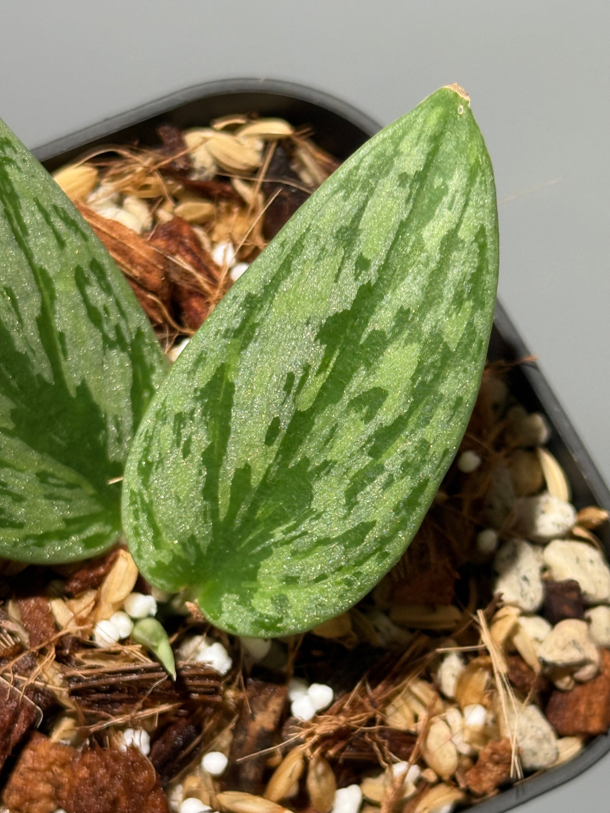 スキンダプサス グリーン アーミー トリカラー / Scindapsus Green army tricolor (1)