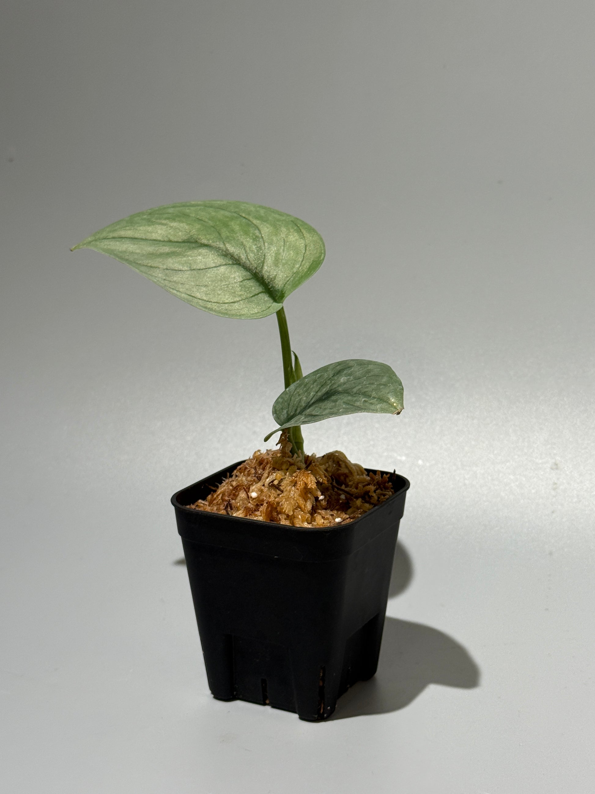 スキンダプサス グリーンベイン / Scindapsus Green vein (2)