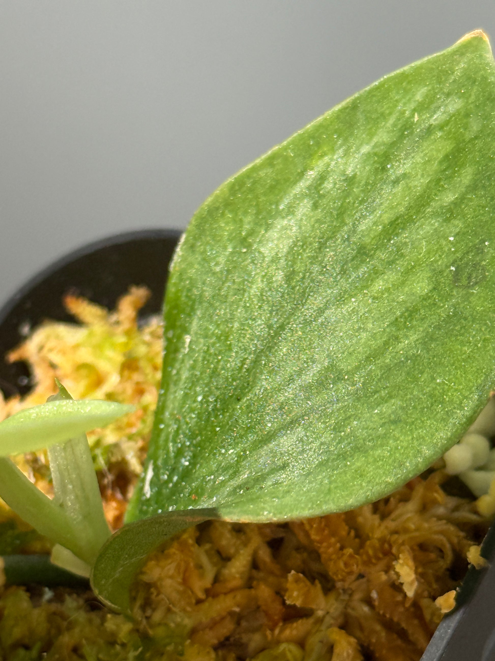 スキンダプサス ゴールデン ダスト / Scindapsus golden dust (2)