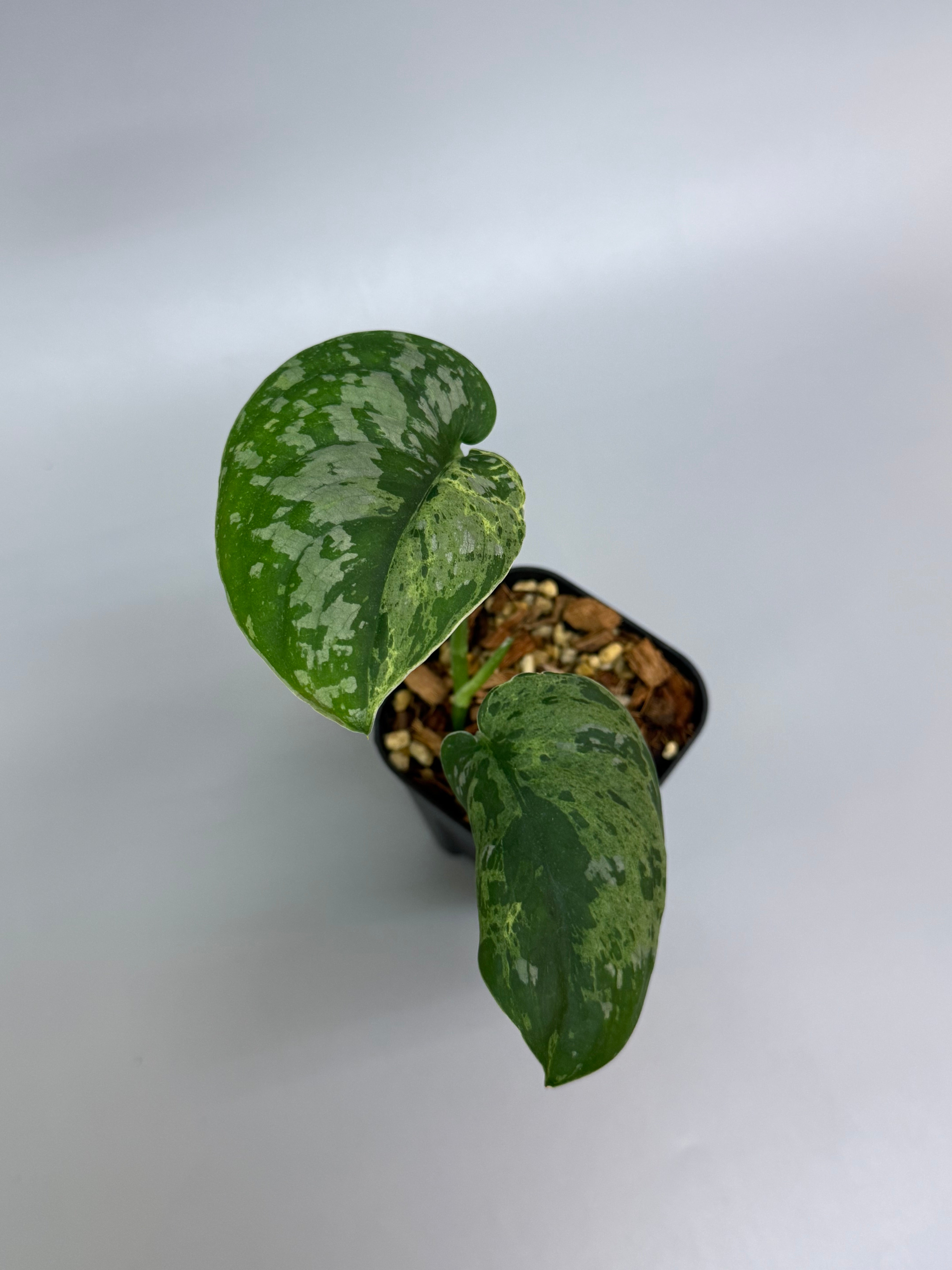 All Plants – Page 2 – Nakayama-Plants