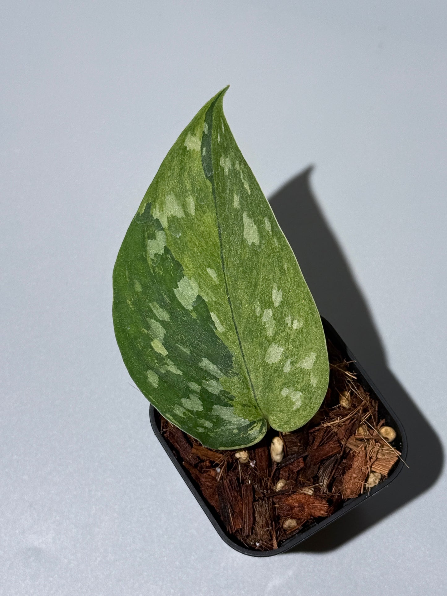 スキンダプサス マッチャ / Scindapsus matcha (3)