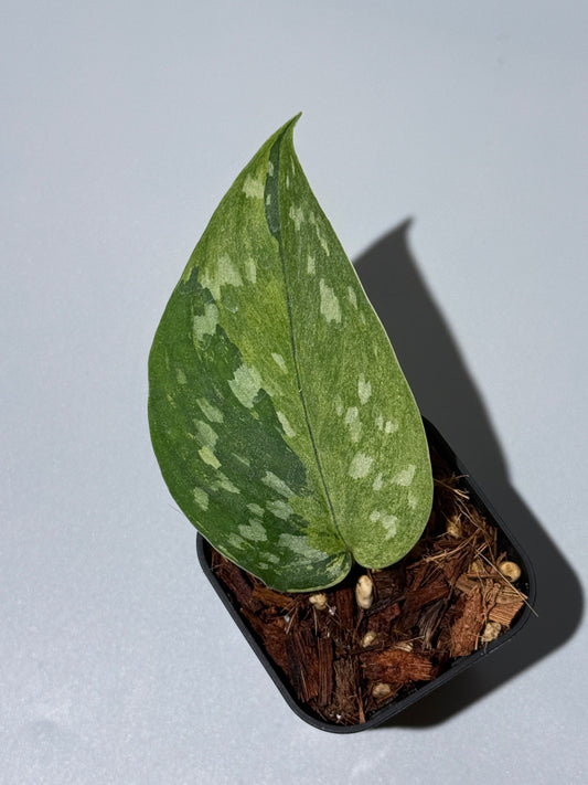 スキンダプサス マッチャ / Scindapsus matcha (3)