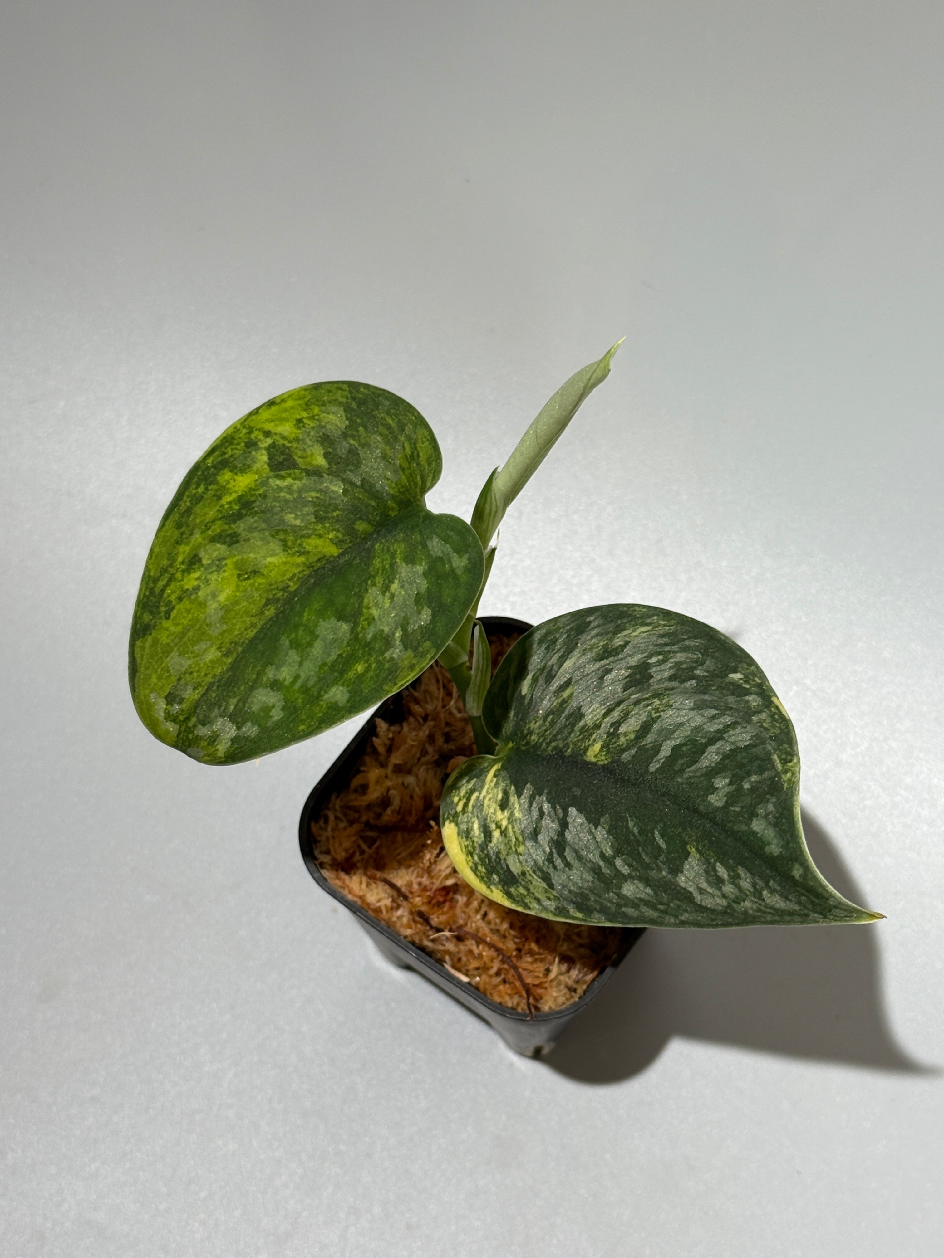 スキンダプサス グリーン ダイヤモンド / Scindapsus Green diamond (1