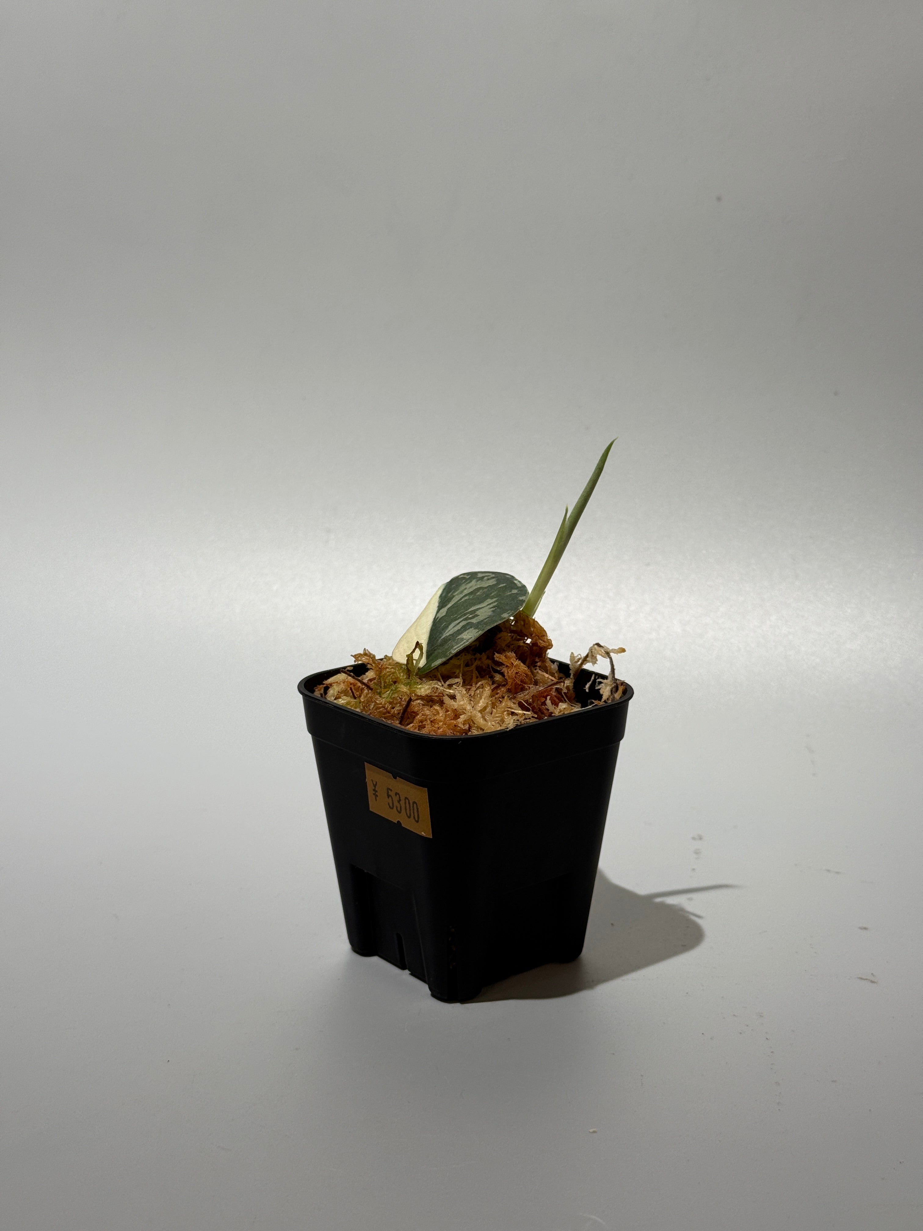 新着商品 – Nakayama-Plants