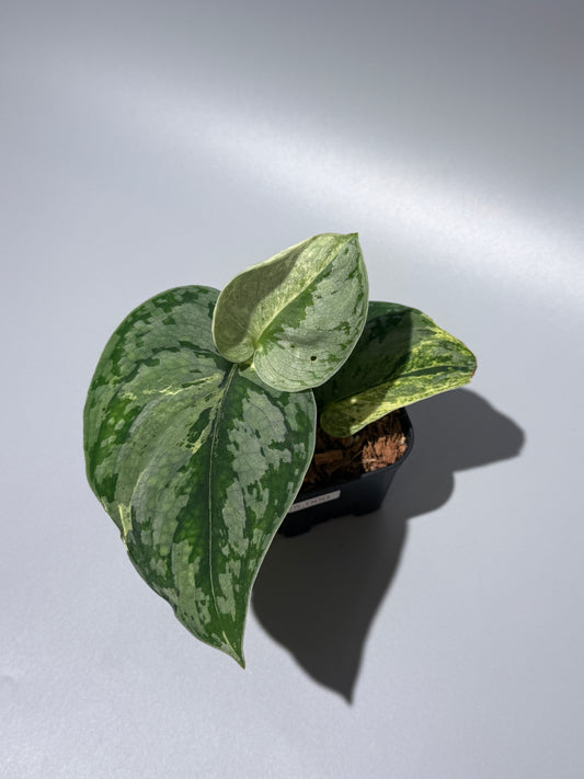 スキンダプサス スーパームーン チリン / Scindapsus Supermoon tilung (1)