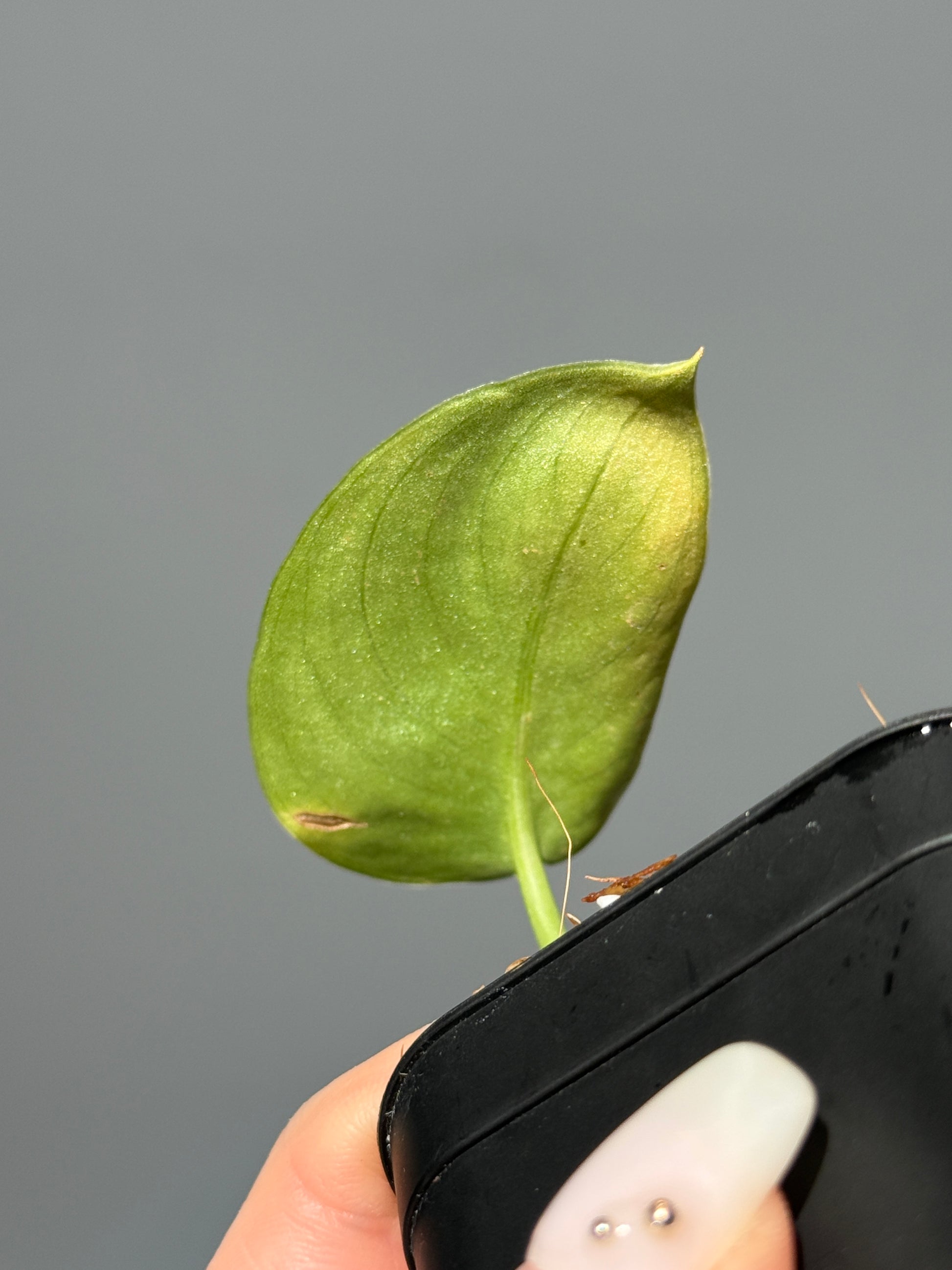 スキンダプサス グリーン エキゾチカ グリーオングリーン Sp.カプアス / Scindapsus Exotica GOG Sp.Kapuas (1)