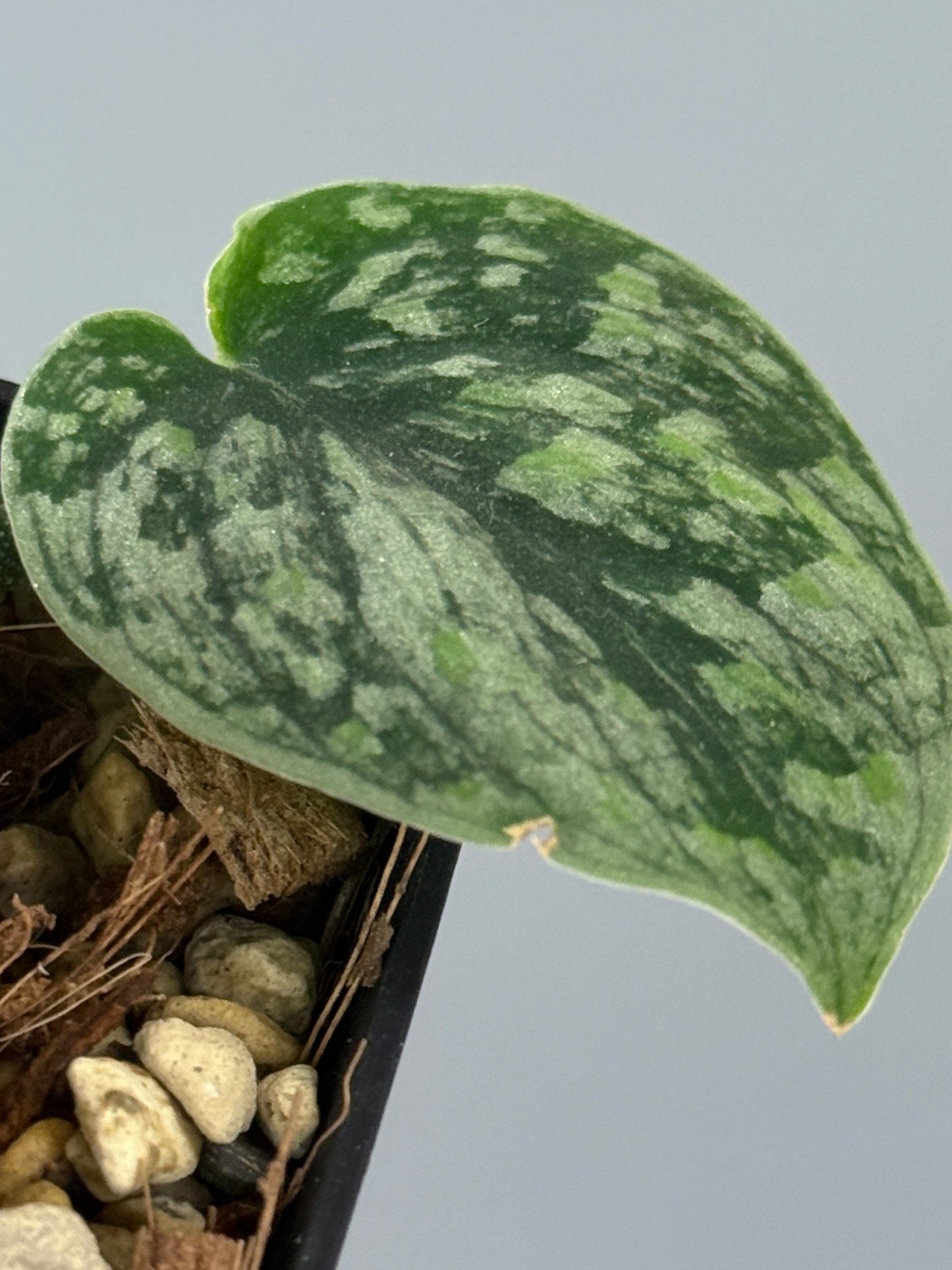 スキンダプサス スノーフレック ミューテーション  / Scindapsus snowfleck mutation (1)