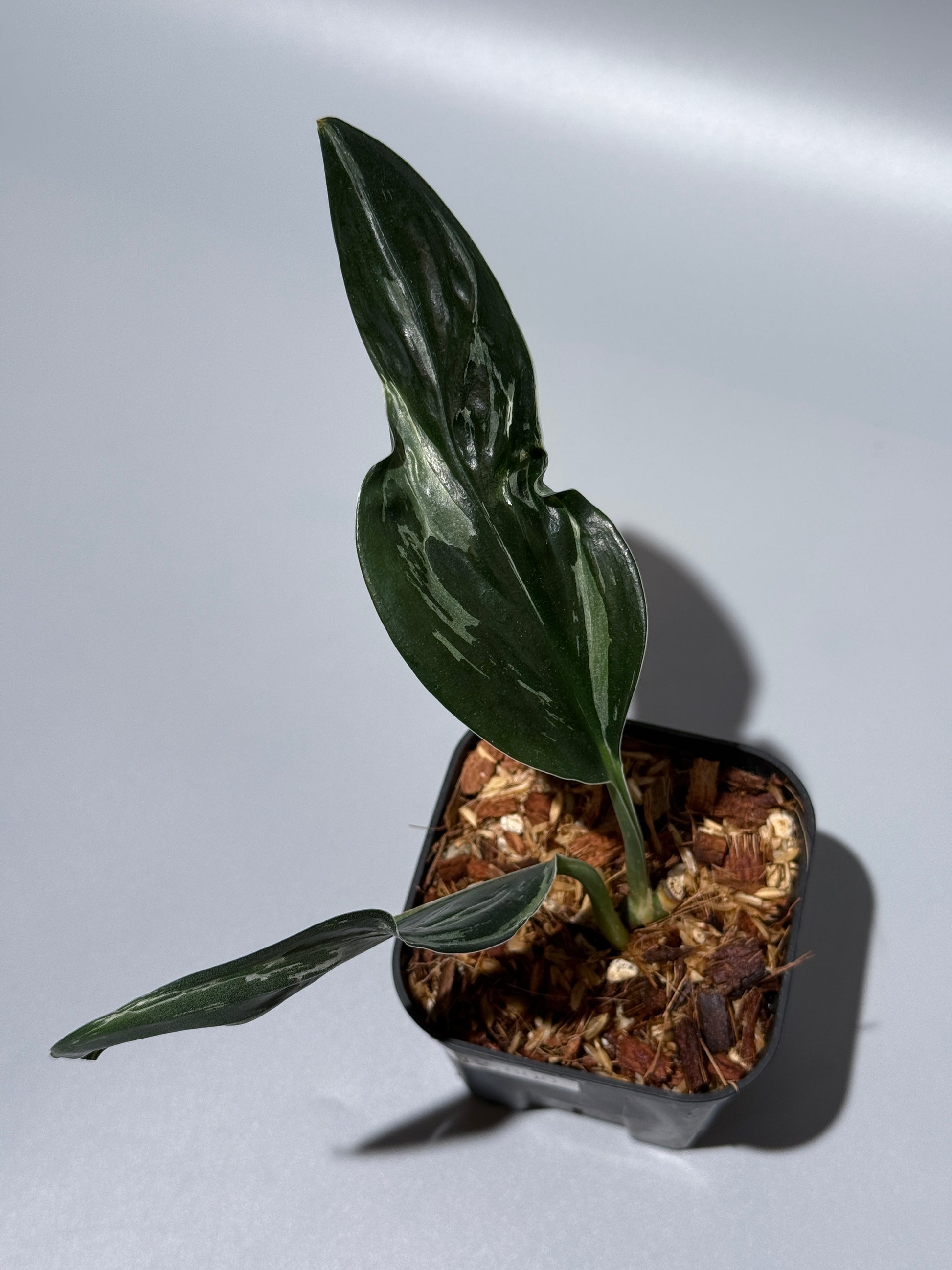 スキンダプサス トレビー ダークフォーム ミューテーション/Scindapsus Treubii darkform mutation (2)