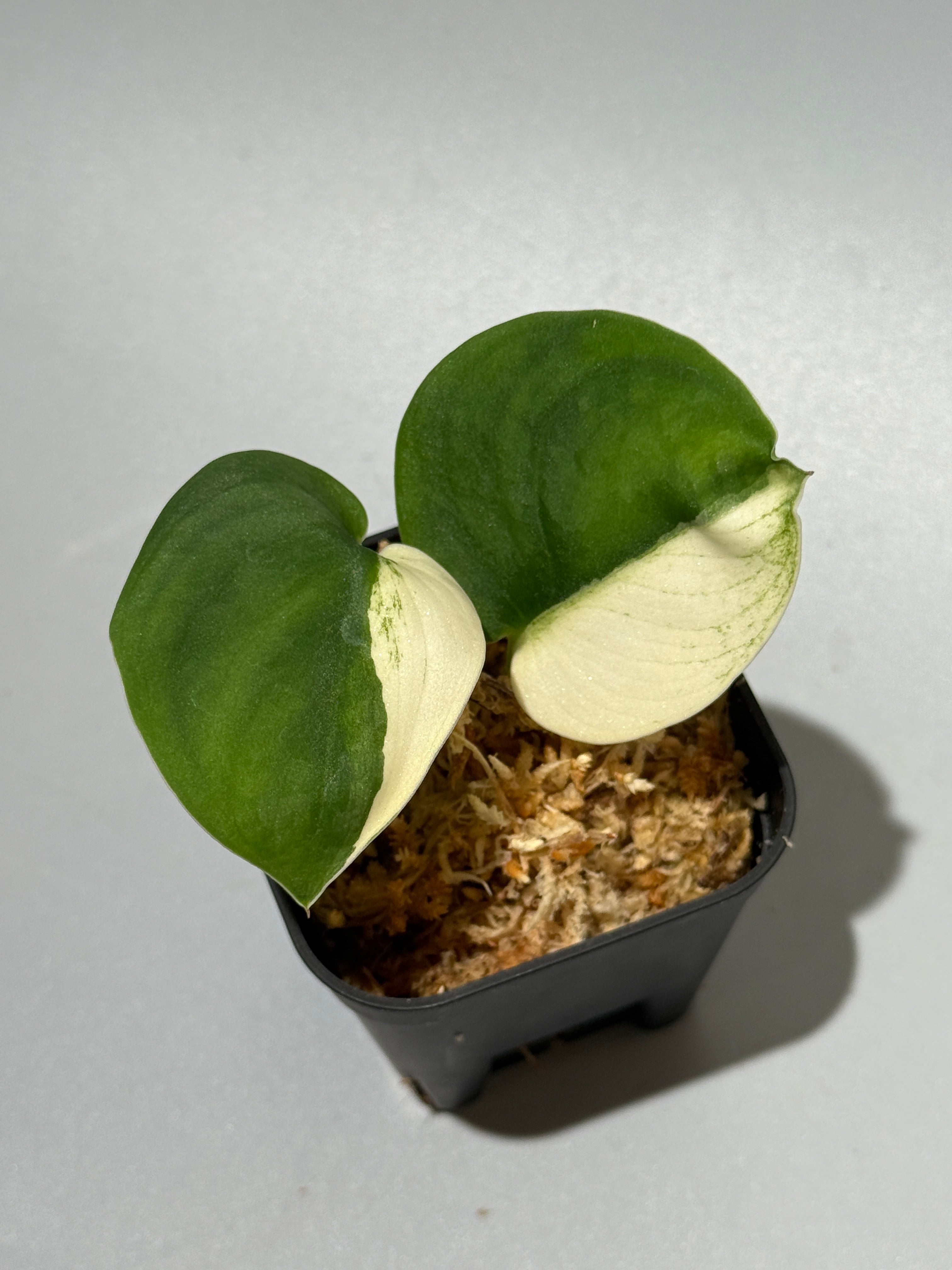 All Plants – Nakayama-Plants