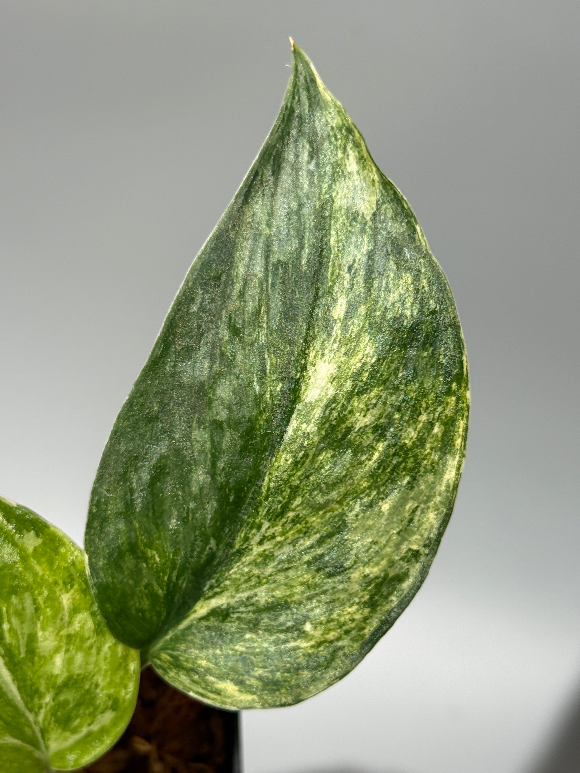 スキンダプサス エキゾチカ カーリー トリカラー  / Scindapsus Exotica curly toricolor (1)