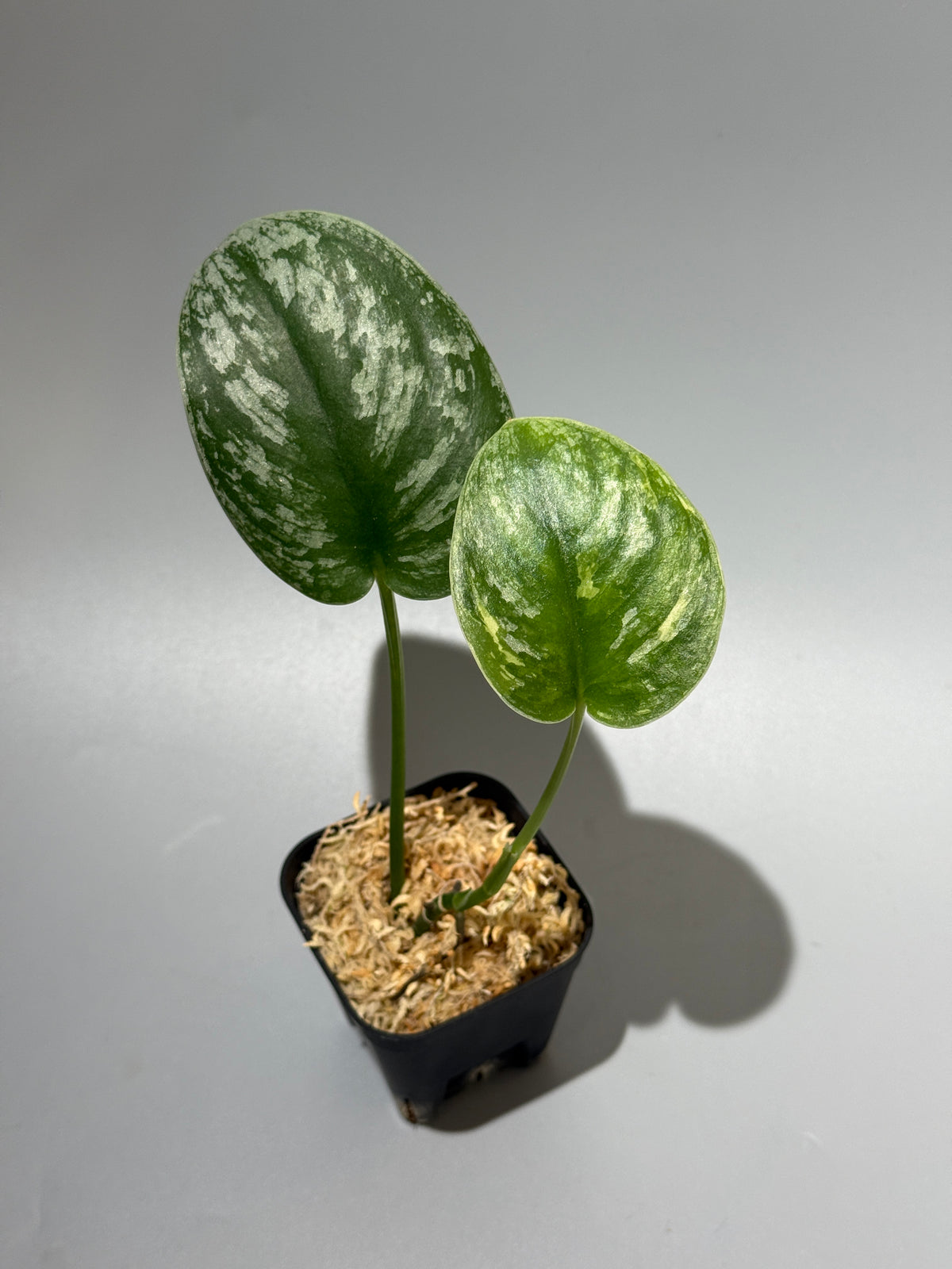 スキンダプサス  Sp.カリマンタン / Scindapsus Sp.Kalimantan (2)