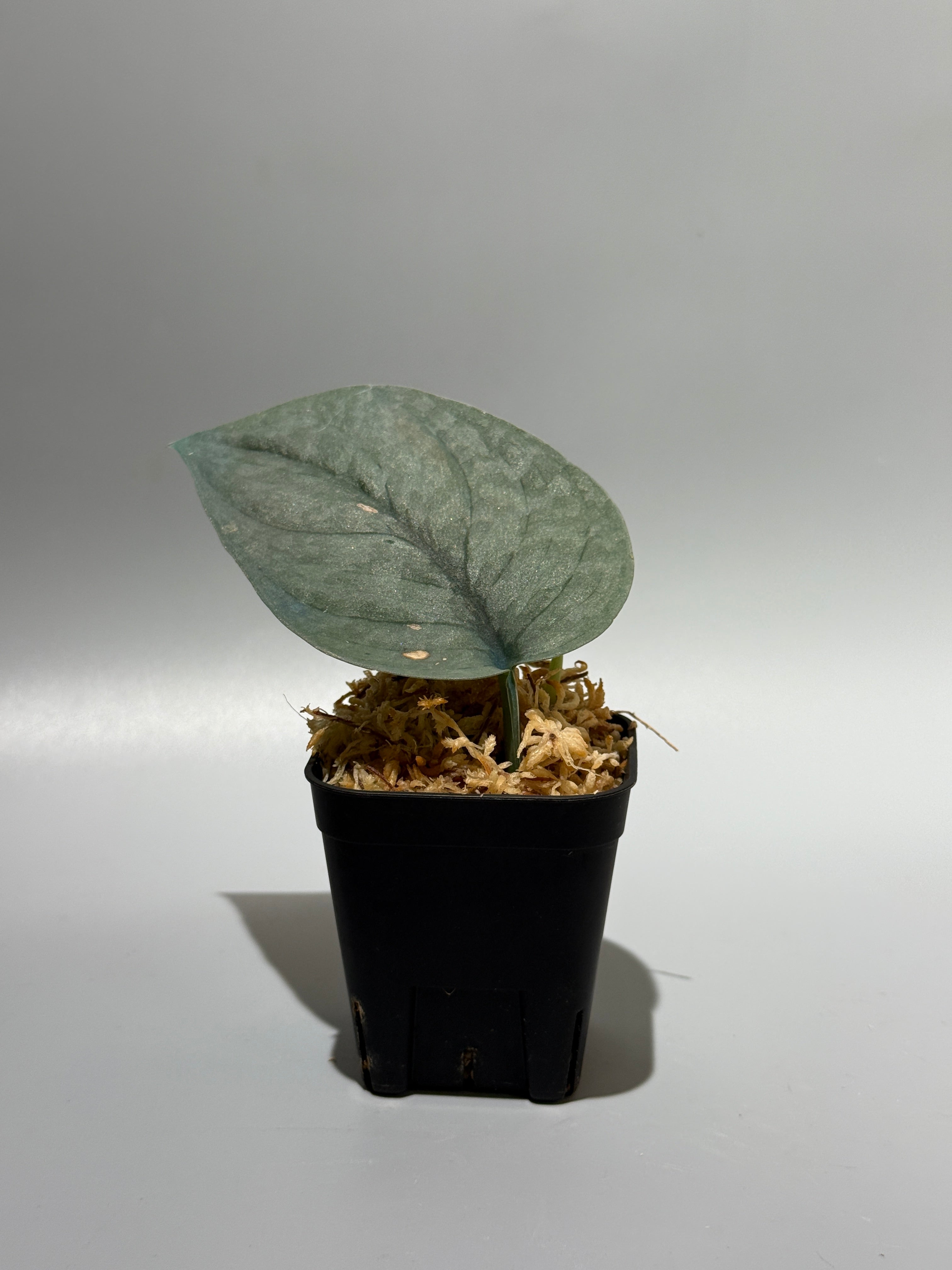 新着商品 – Nakayama-Plants