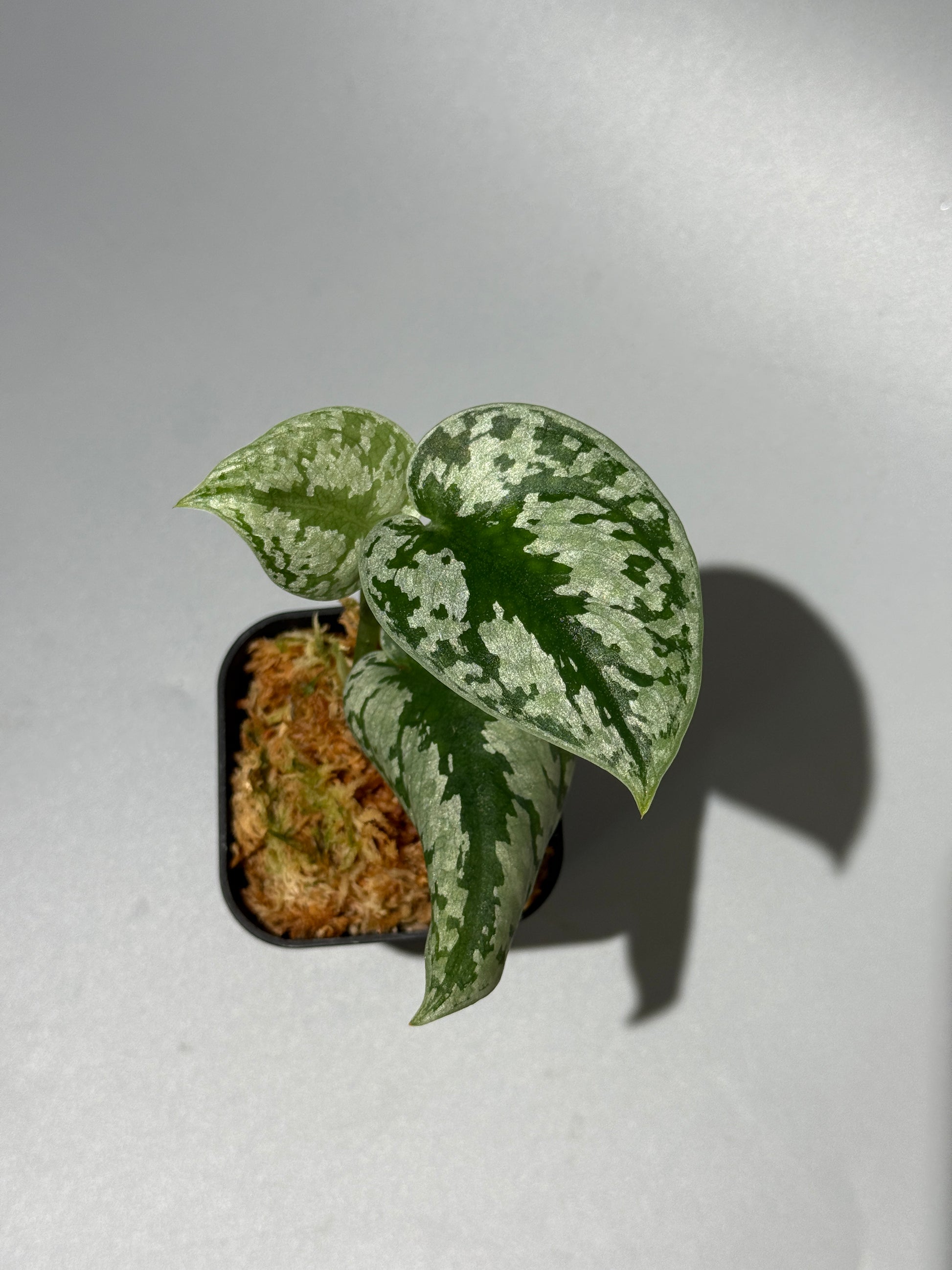 スキンダプサス トリカラー シルバー  / Scindapsus tricolor silver  (1)