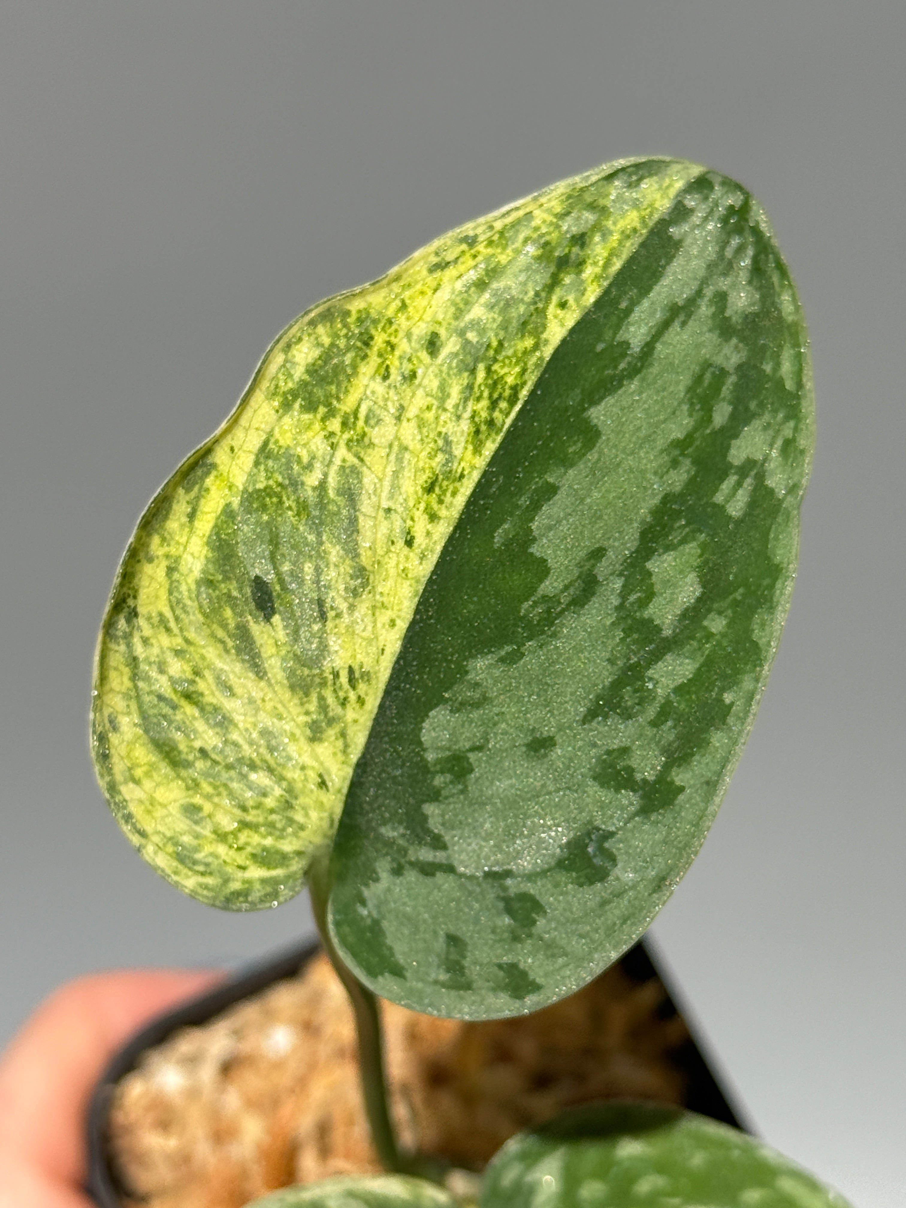 All Plants – Nakayama-Plants