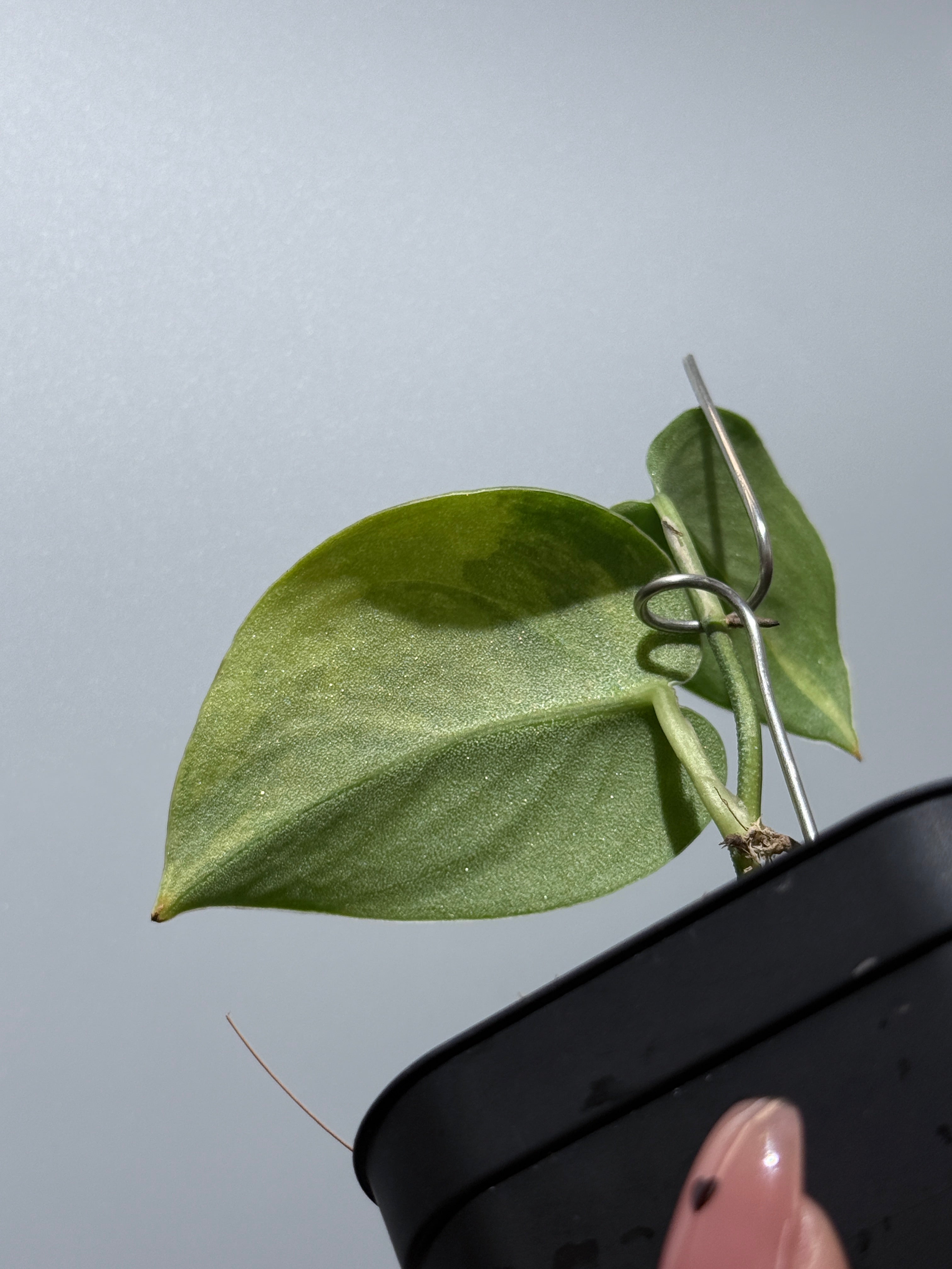 スキンダプサス グリーン ダイヤモンド / Scindapsus Green diamond(2