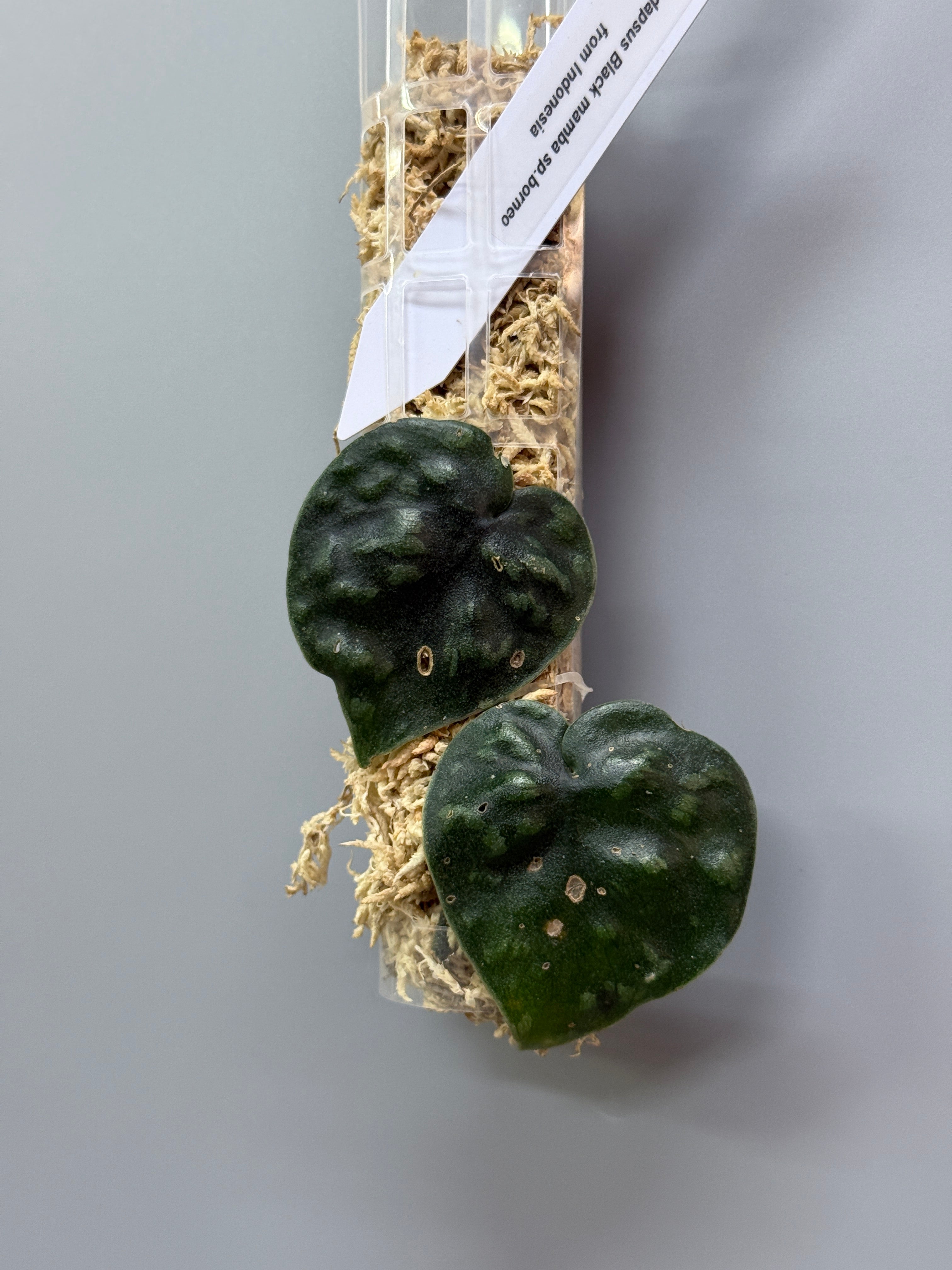 スキンダプサス　ブラックマンバ スキンダプサス ブラックマンバ / Scindapsus black mamba (2