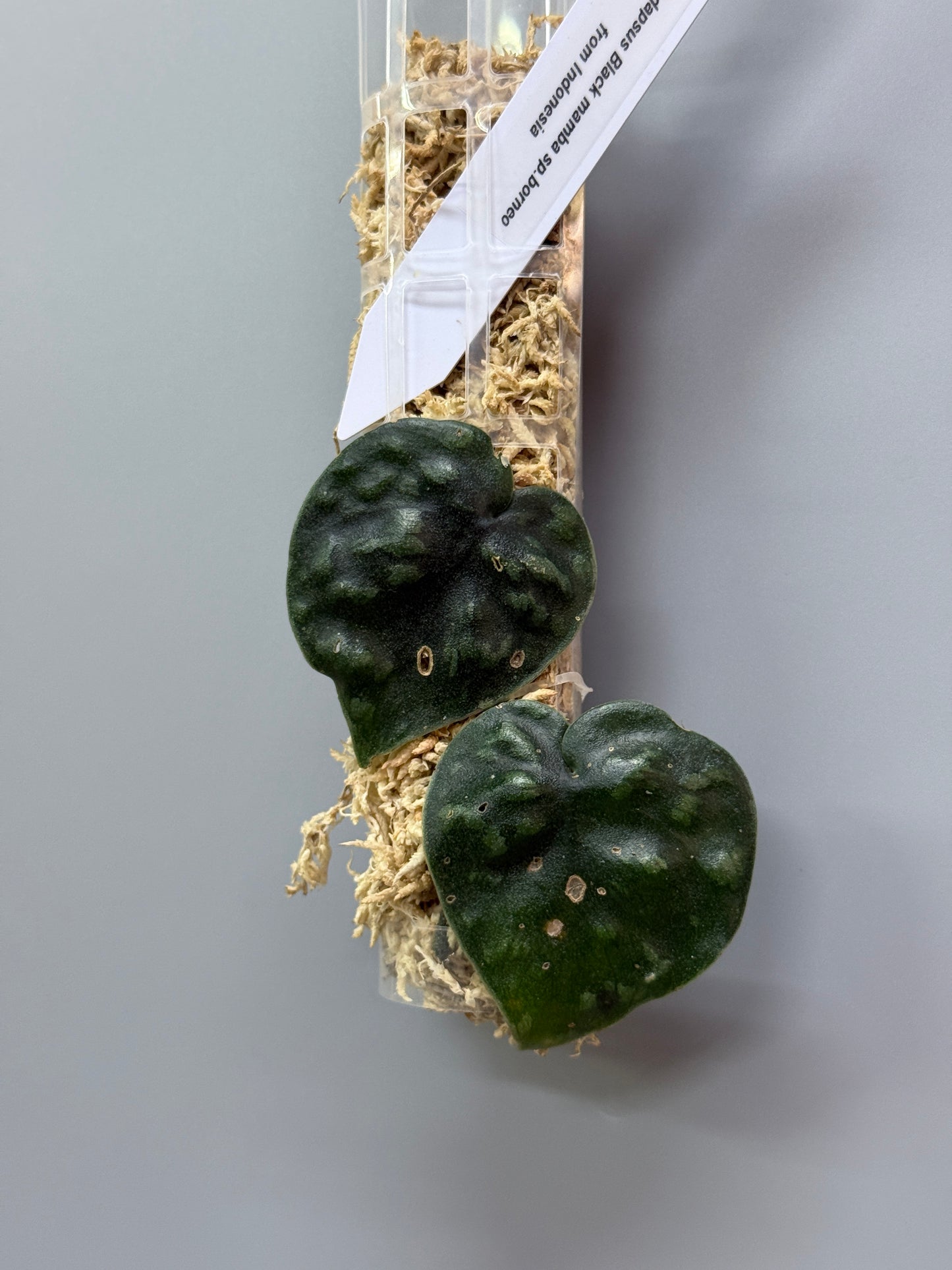 スキンダプサス ブラックマンバ  / Scindapsus black mamba (2)