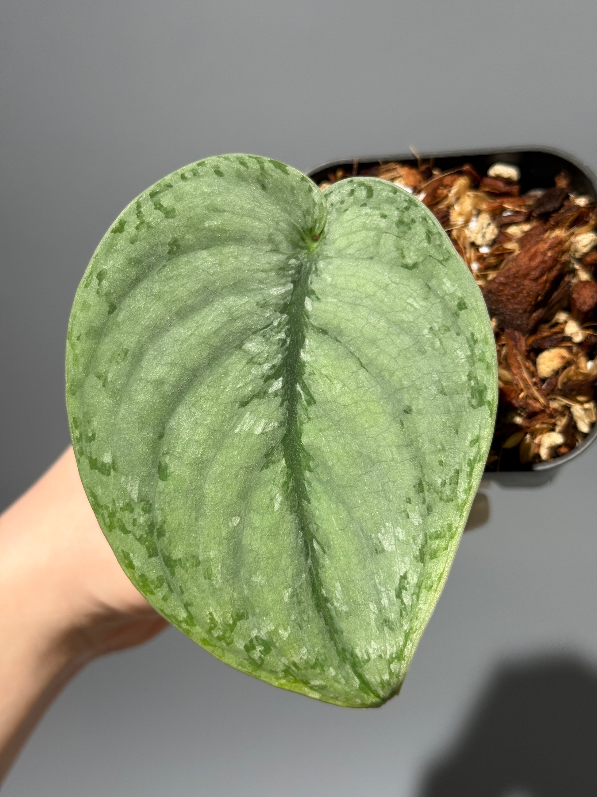 スキンダプサス シルバー スポット sp.カリマンタン / Scindapsus Silver spot sp.Kalimantan (1)