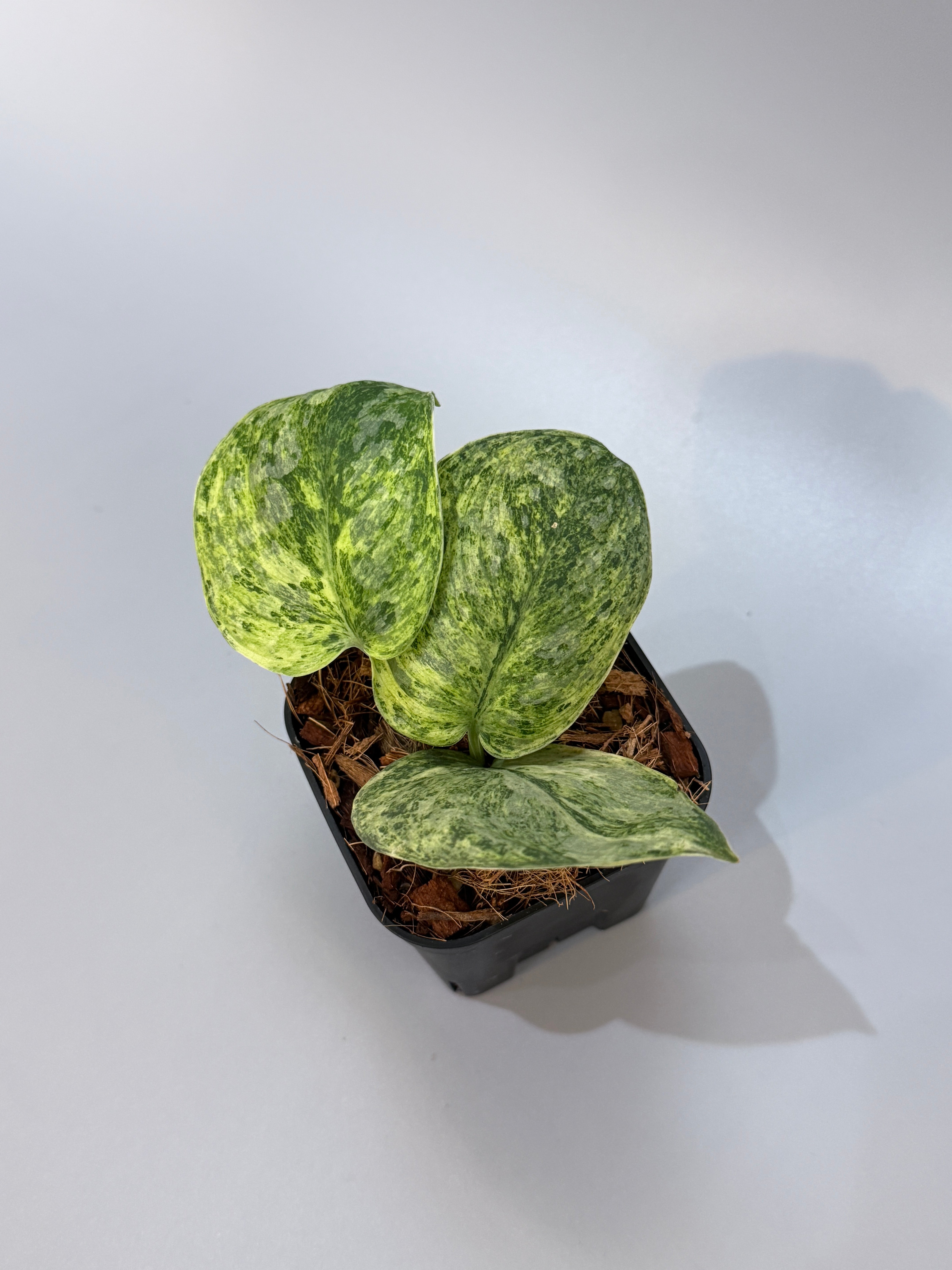 All Plants – Nakayama-Plants