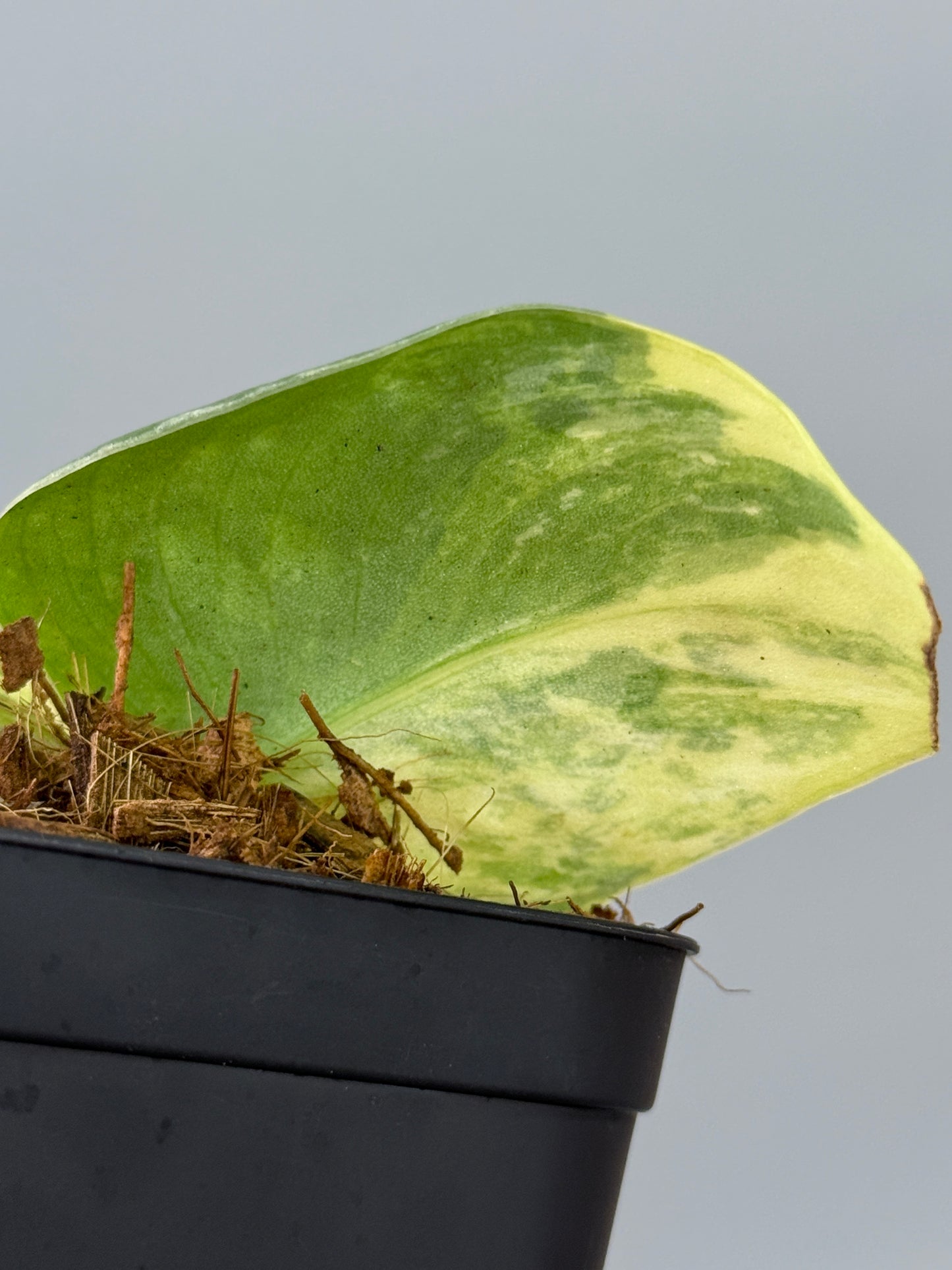 スキンダプサス ファンタジー / Scindapsus Fantasy (2)