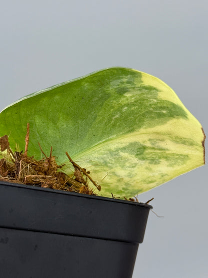 スキンダプサス ファンタジー / Scindapsus Fantasy (2)