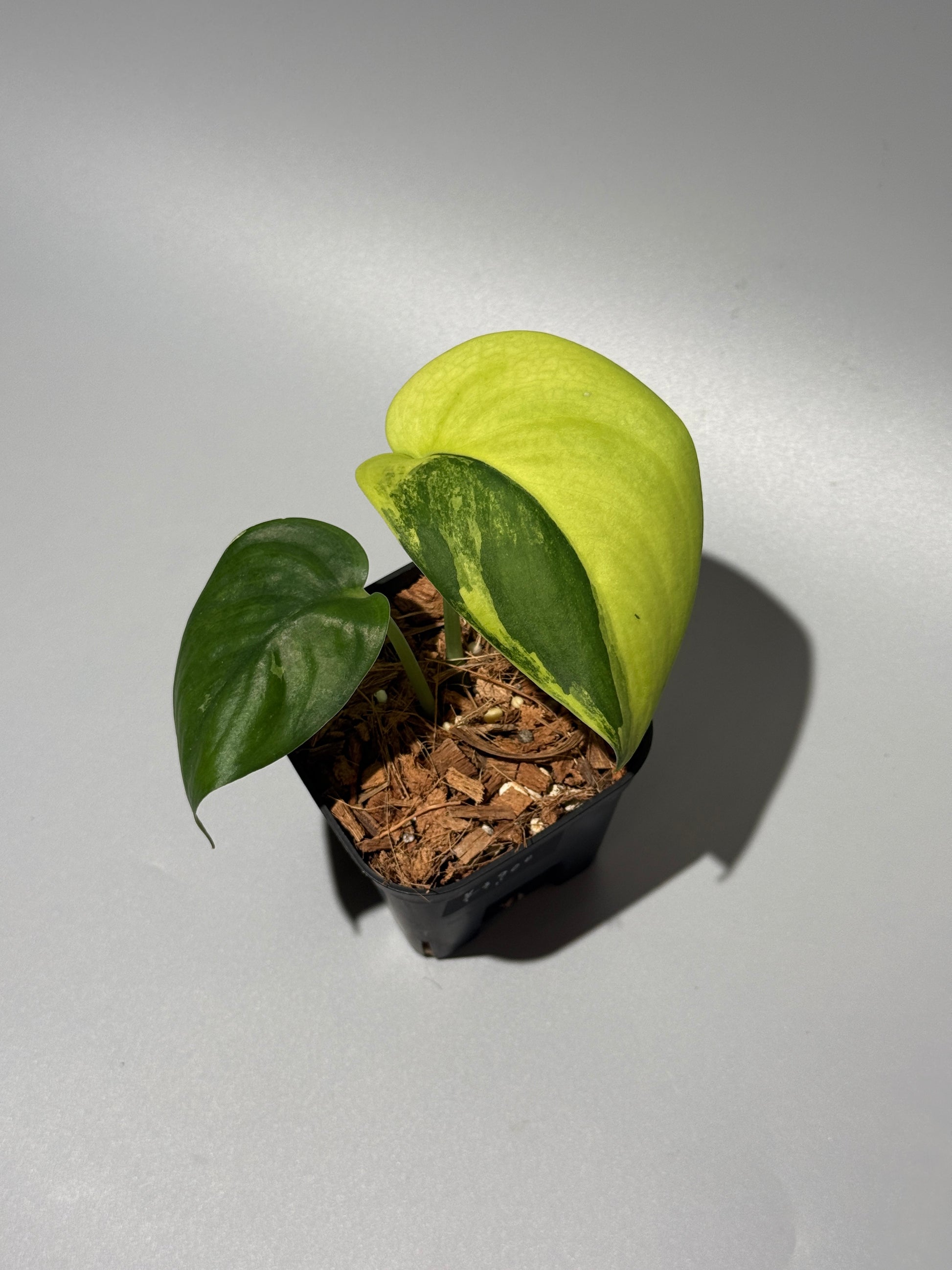 スキンダプサス ジェイドサテン オーレア  / Scindapsus jadesatin aurea (1)