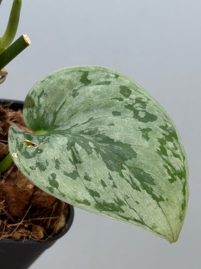 スキンダプサス sp.ジャンビ / Scindapsus sp.jambi (3)