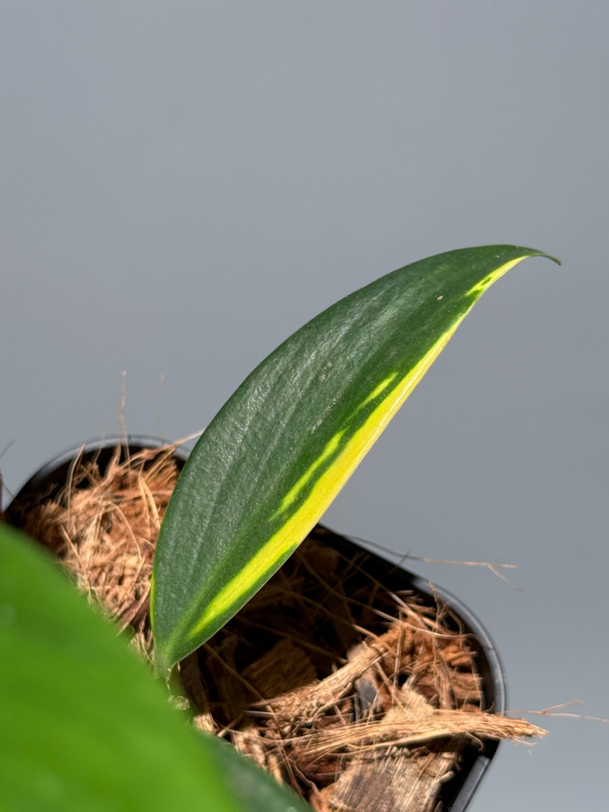 スキンダプサス コリアセウス イエロー / Scindapsus coriaceus yellow (1)