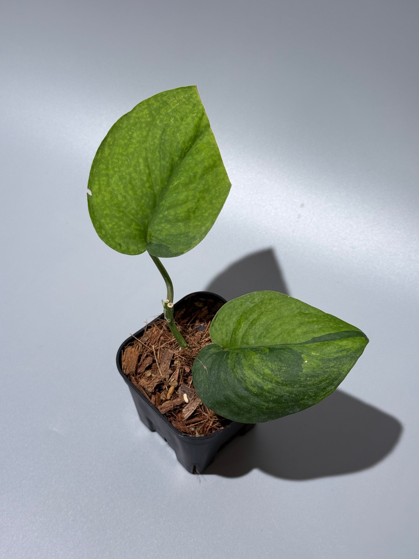 スキンダプサス レオパード グリーンオングリーン / Scindapsus Leopard GOG (1)