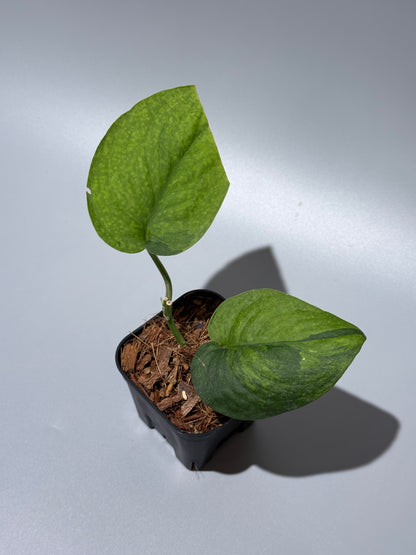 スキンダプサス レオパード グリーンオングリーン / Scindapsus Leopard GOG (1)