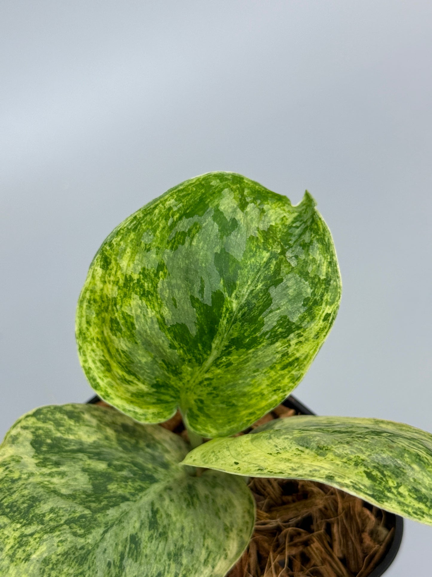 スキンダプサス テンバガ  / Scindapsus Tembaga (3)