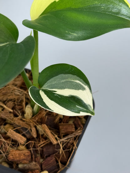 スキンダプサス ブルーアルボ  / Scindapsus Blue albo (3)