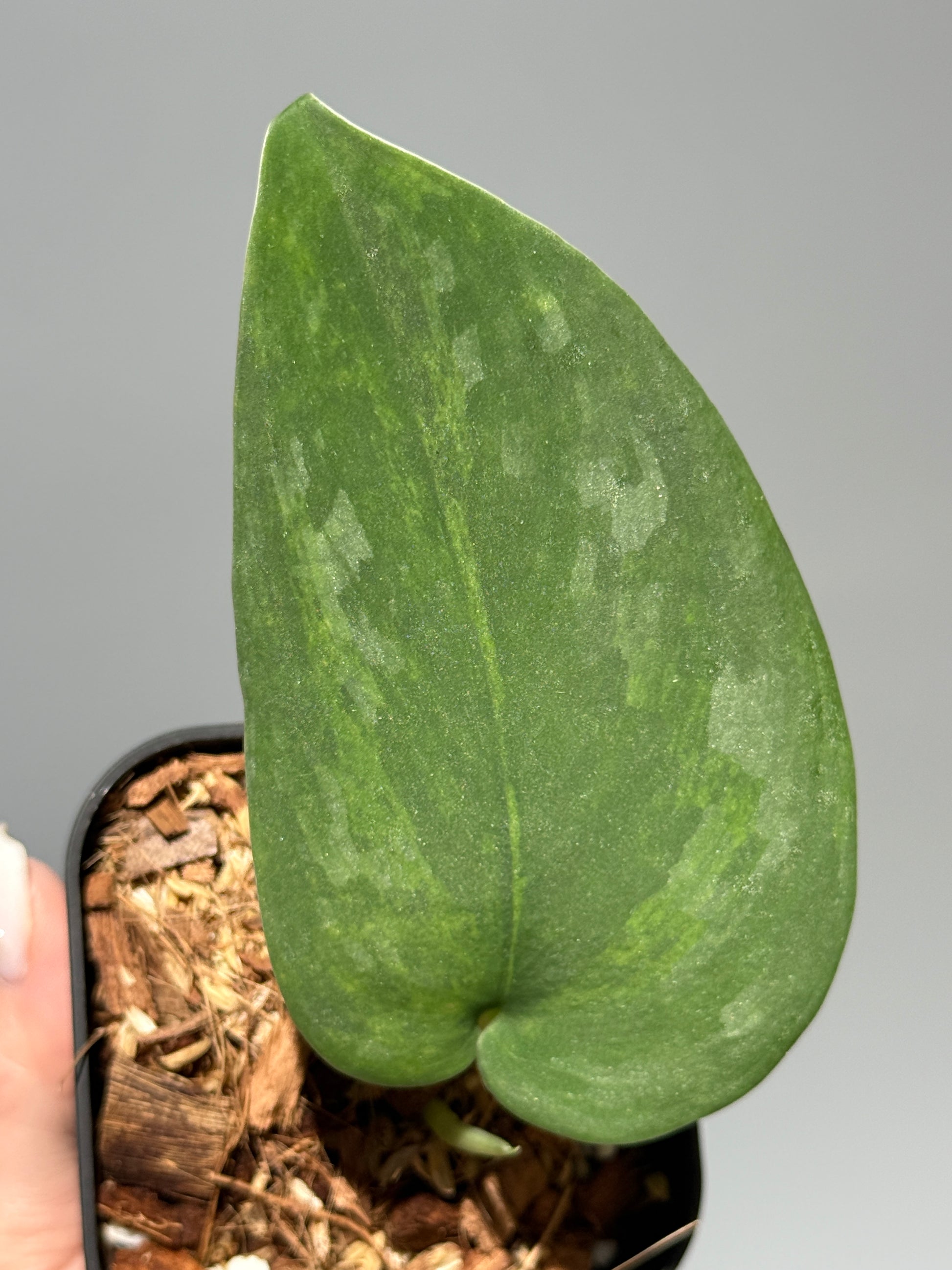 スキンダプサス グリーン エメラルド / Scindapsus green emerald (1)