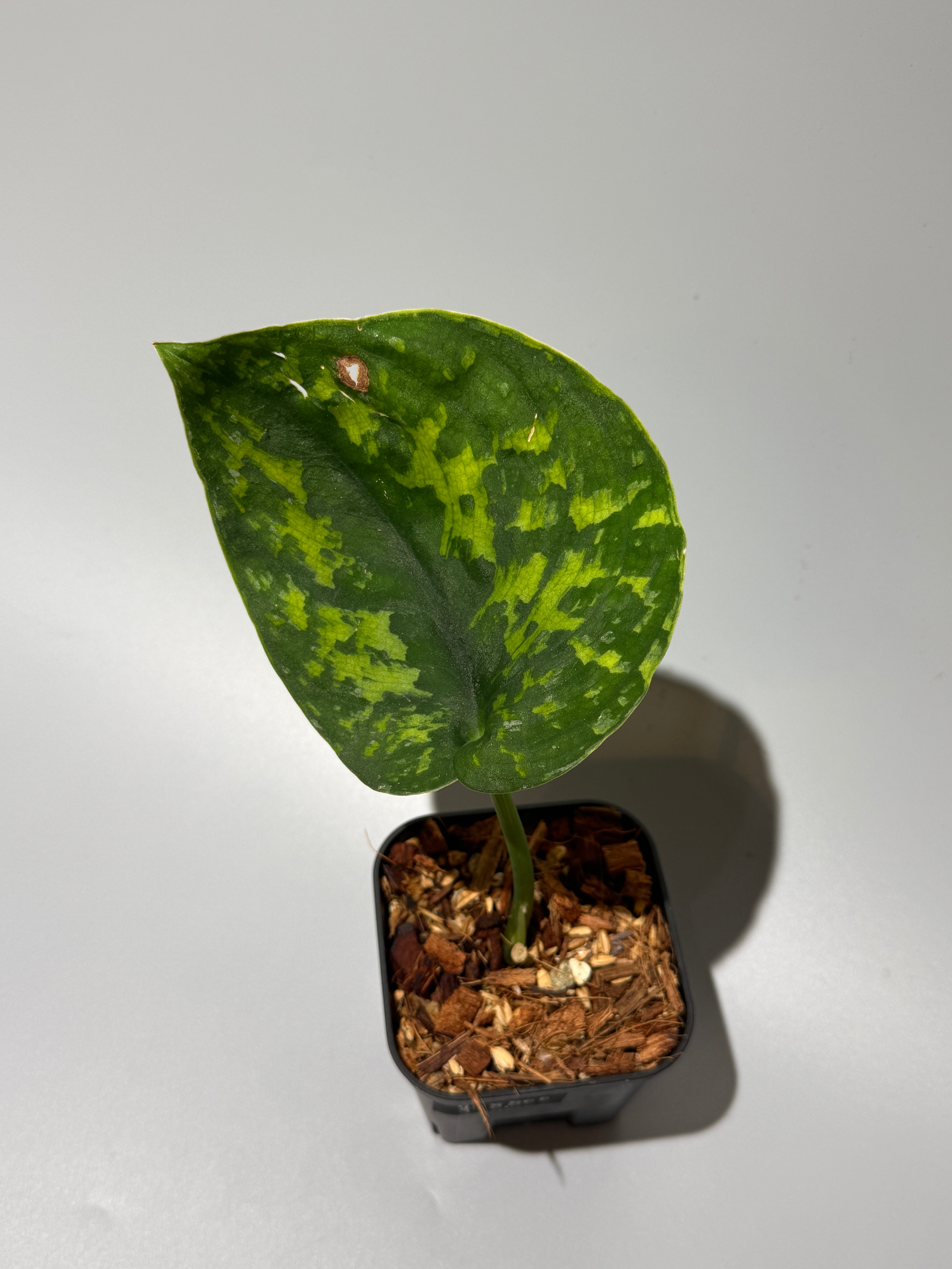 スキンダプサス マカン / Scindapsus Macan (1) – Nakayama-Plants