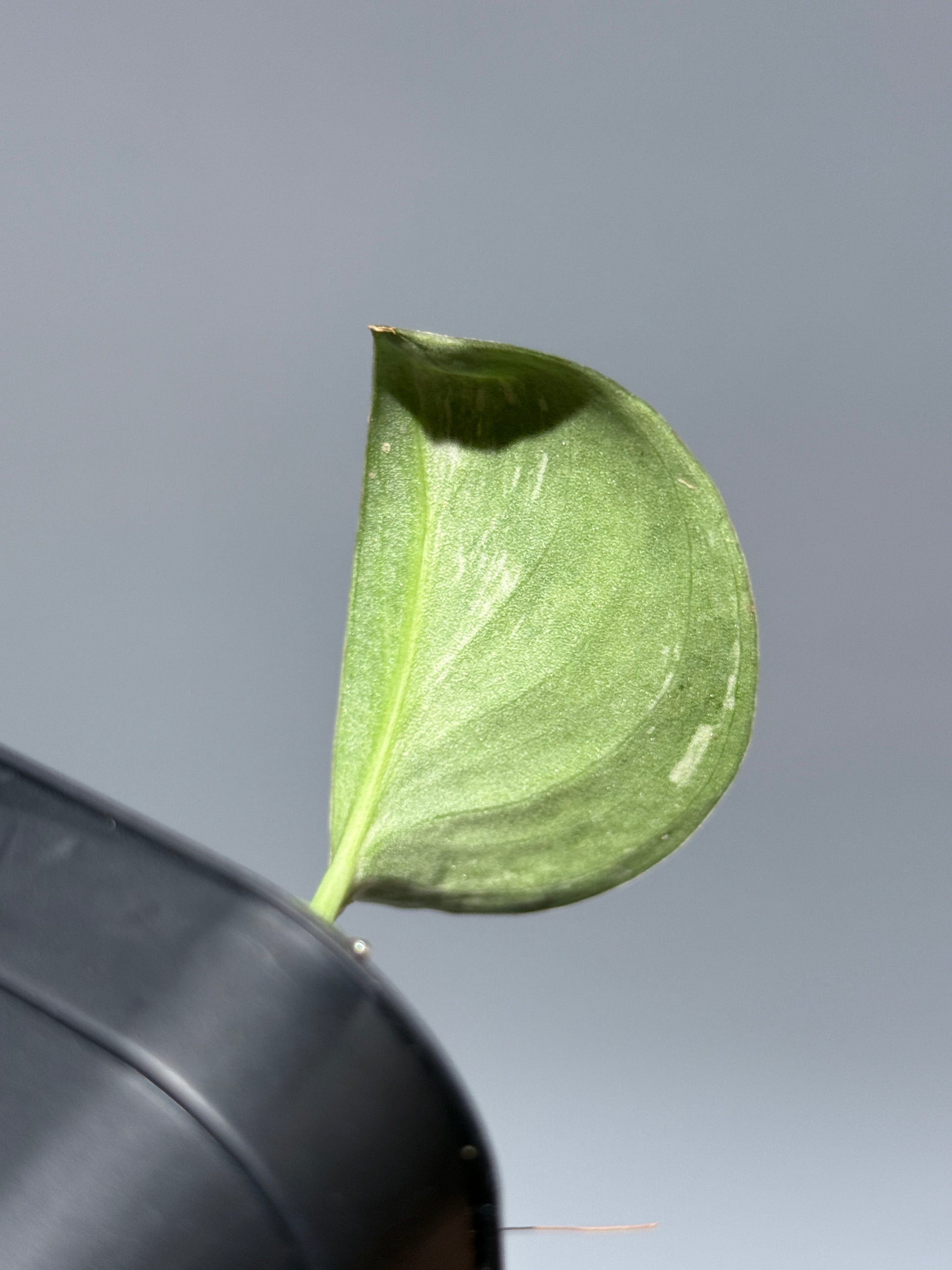 スキンダプサス シルバースプラッシュ ミューテーション/ Scindapsus Silver splash mutation  (2)