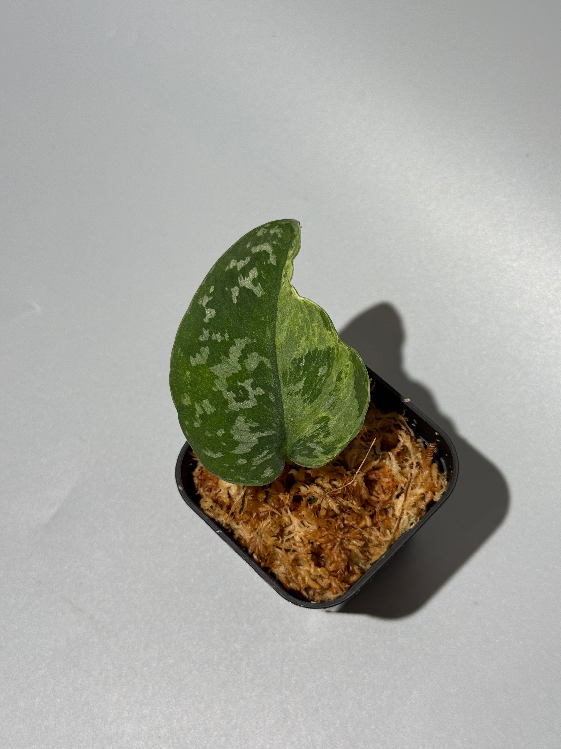 スキンダプサス アルギレウス NoID / Scindapsus Argyleus NoID (1)