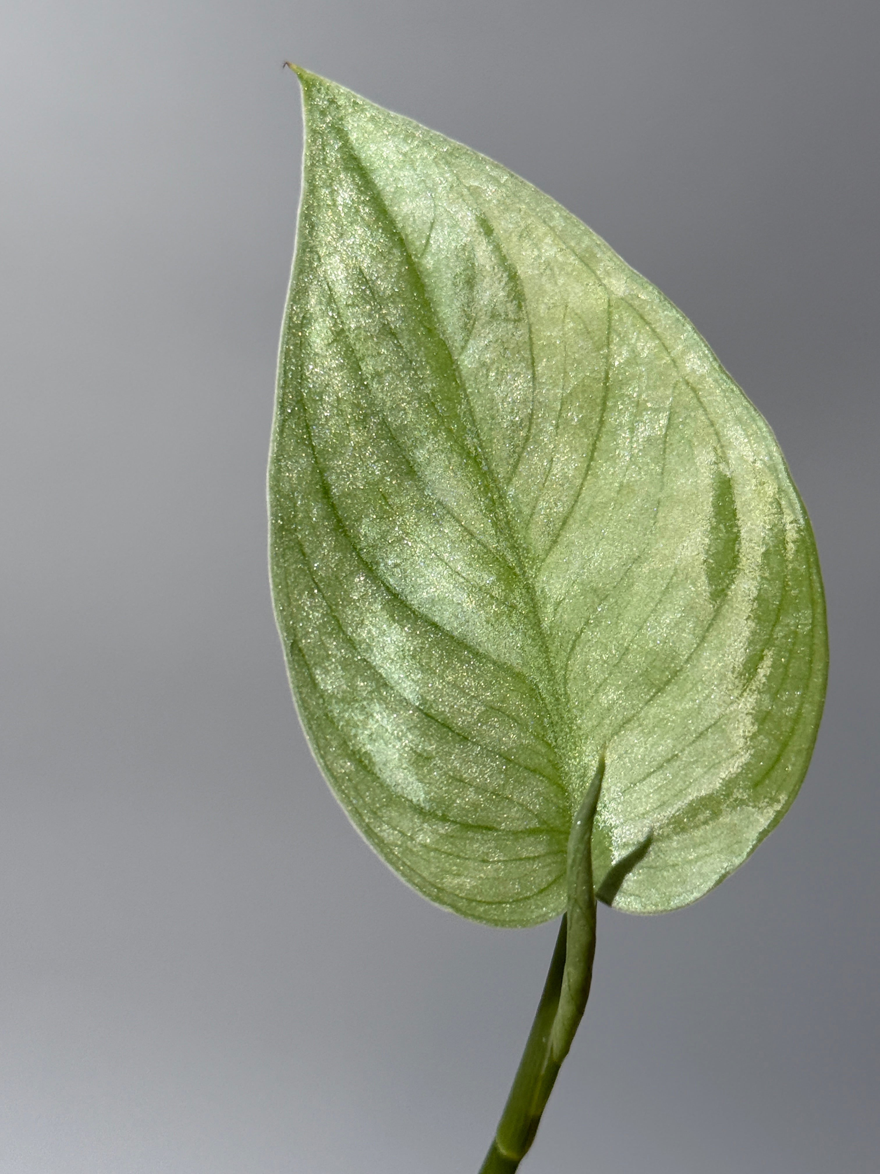 スキンダプサス グリーンベイン / Scindapsus Green vein (2