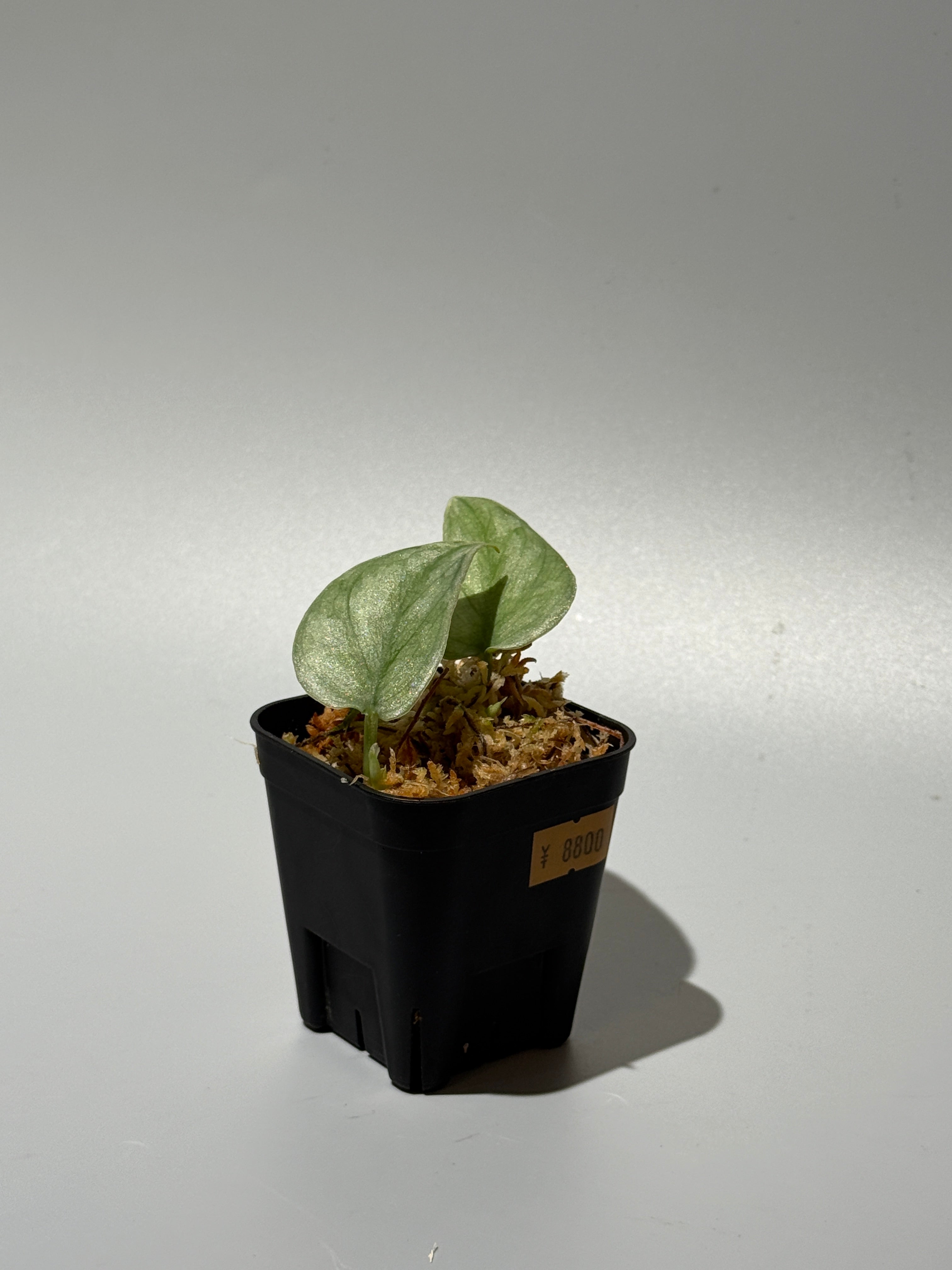 スキンダプサス　ニルマラ　大株1 Nakayama Plants公式オンラインストア｜スキンダプサス専門店