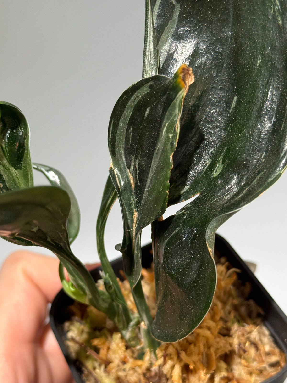 スキンダプサス トレビー ダークフォーム ミューテーション/Scindapsus Treubii darkform mutation (1)