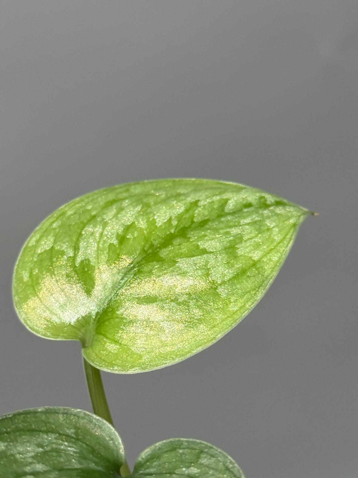 スキンダプサス Sp.バニュマス / Scindapsus Sp.Banyumas (1)