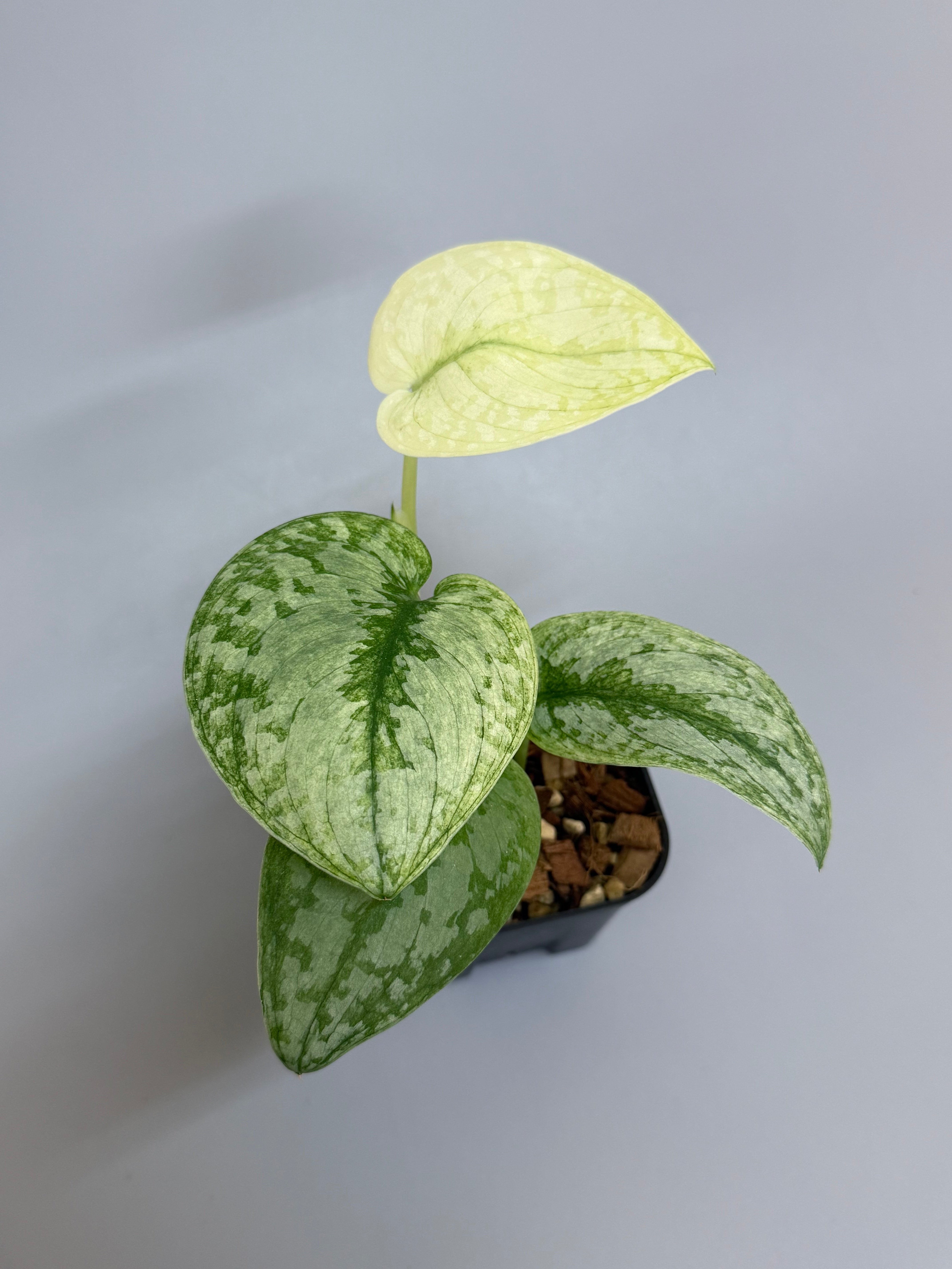 スキンダプサス シンバラ スキンダプサス シンバラ / Scindapsus simbara (1) – Nakayama-Plants
