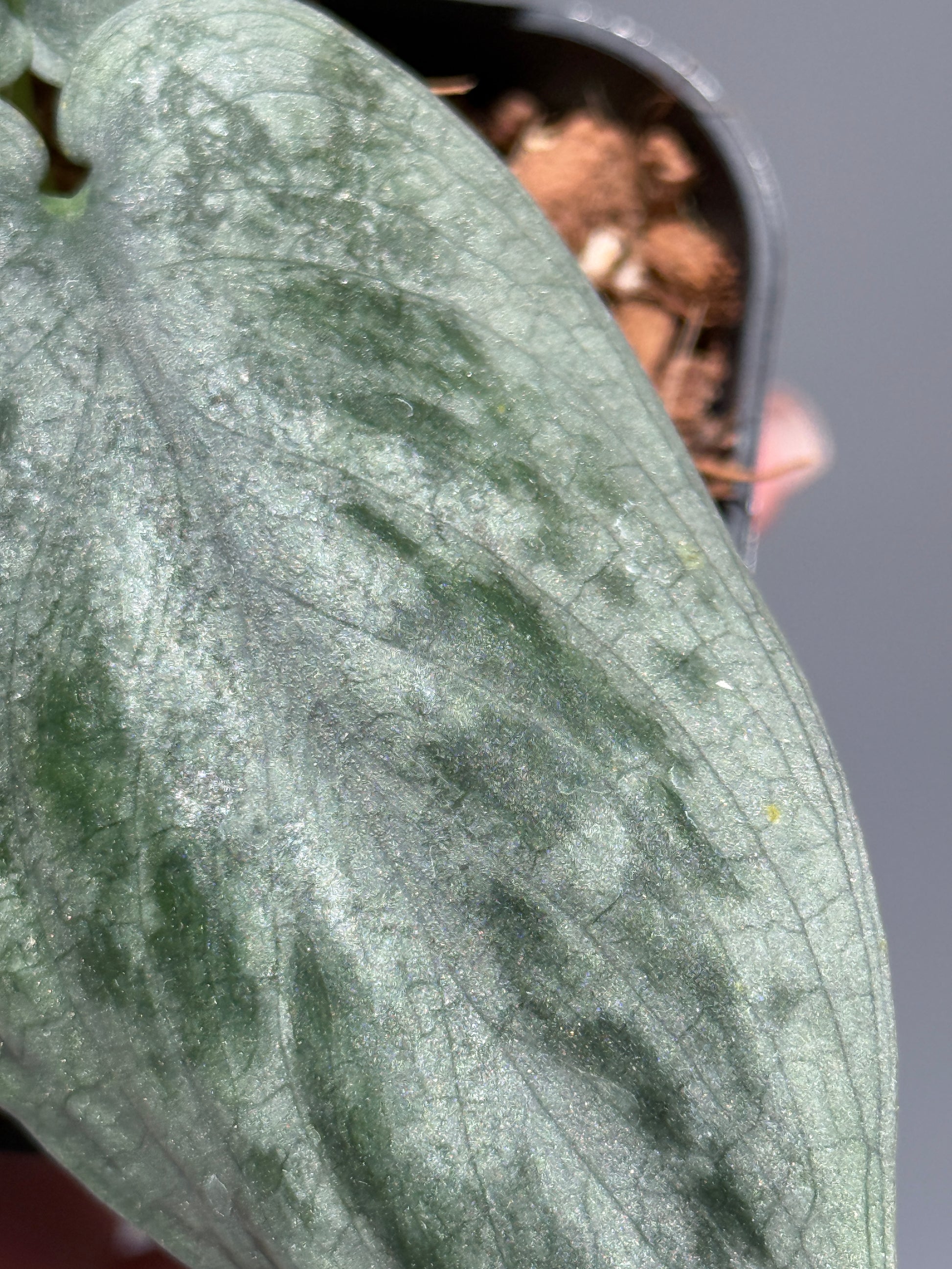 スキンダプサス  タトゥー / Scindapsus Tatoo (2)