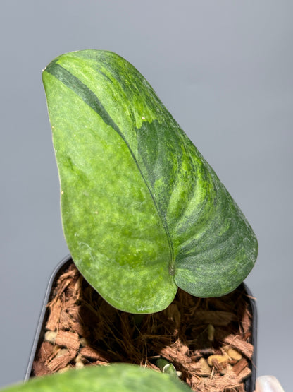 スキンダプサス レオパード グリーンオングリーン / Scindapsus Leopard GOG (1)