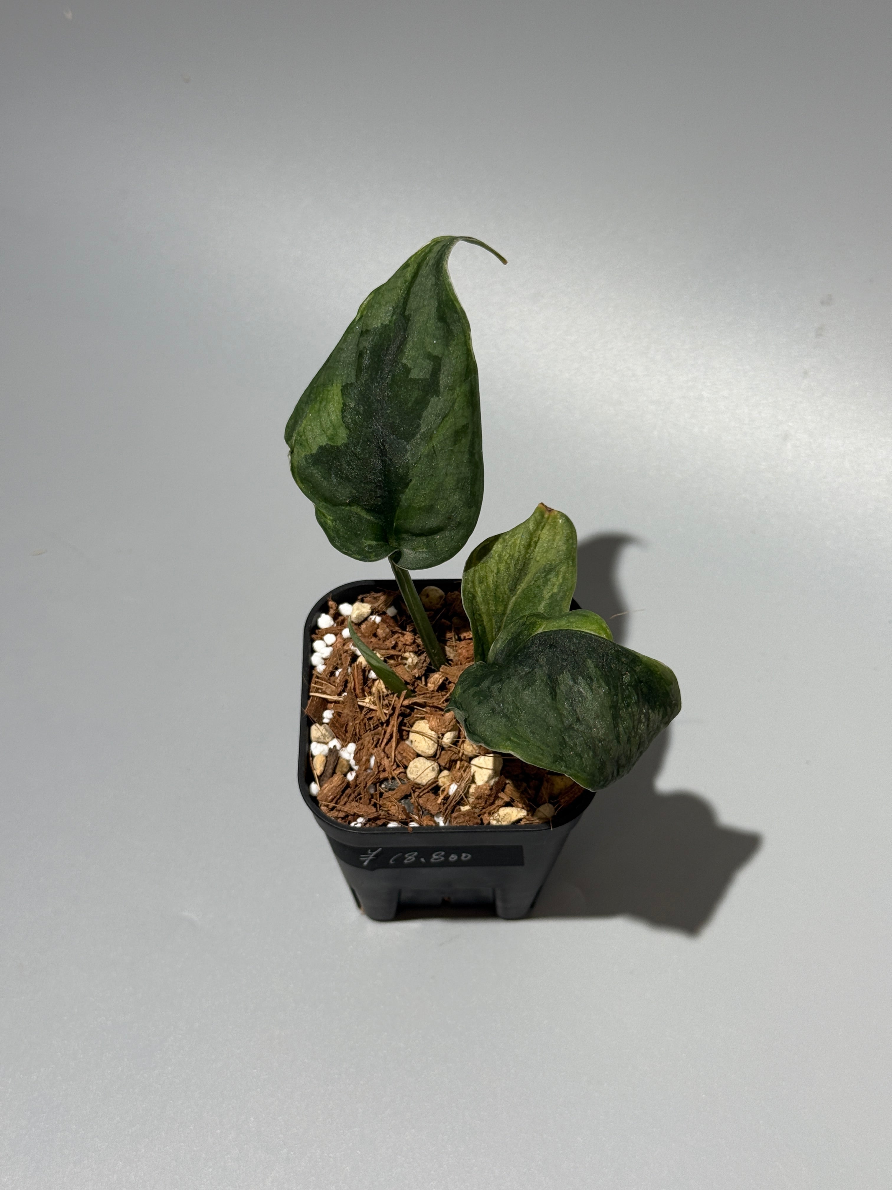 All Plants – Nakayama-Plants