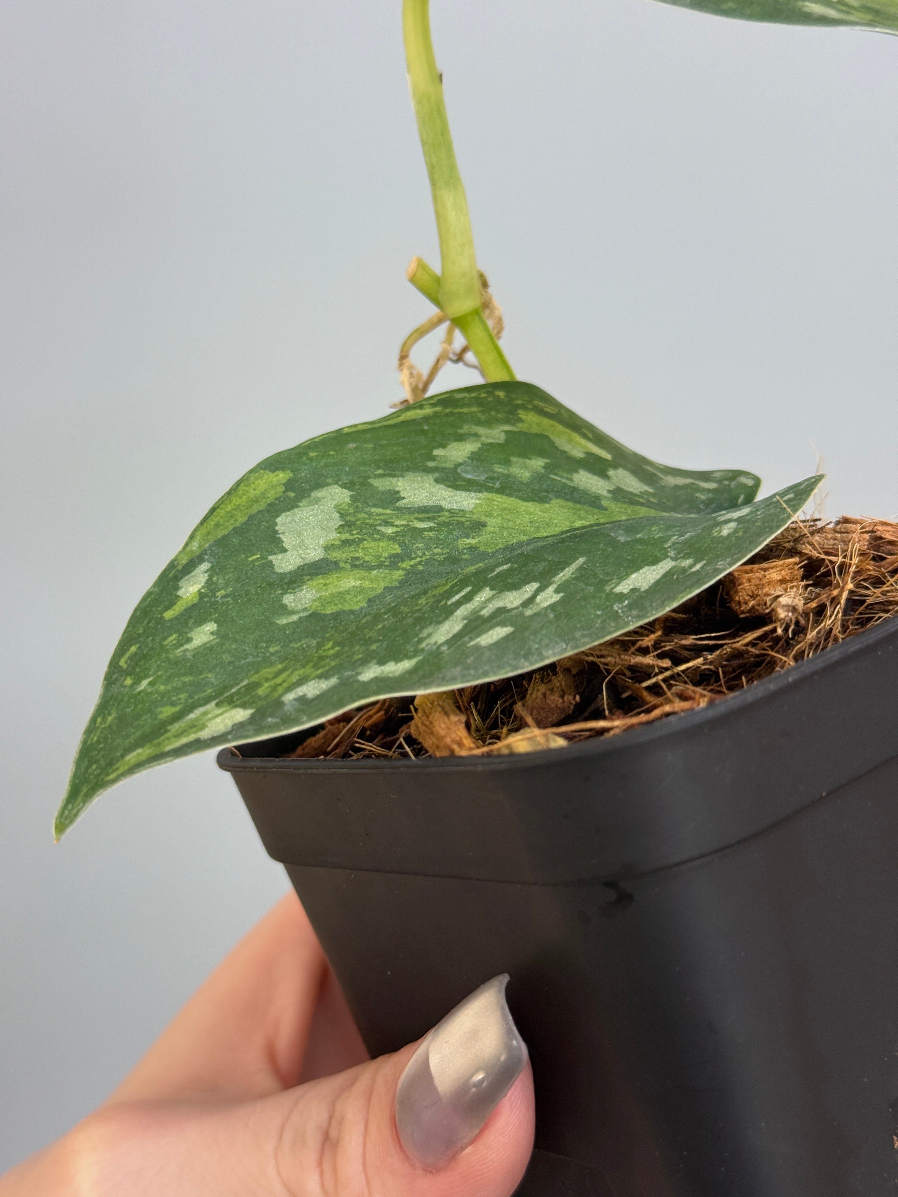 スキンダプサス マッチャ / Scindapsus matcha (2) – Nakayama-Plants