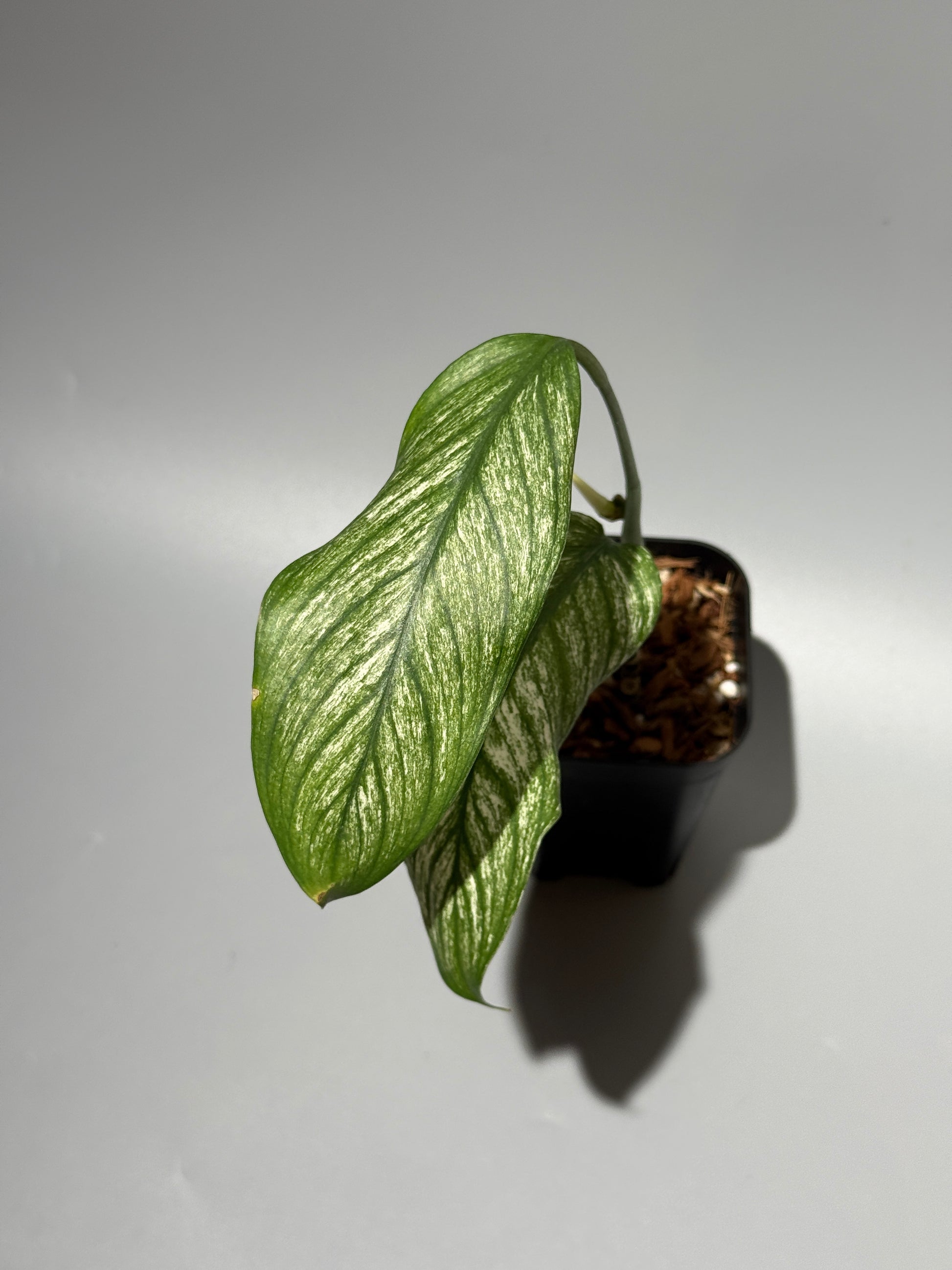 スキンダプサス ロンギピタス ミント  / Scindapsus Longistiptatus mint (1)