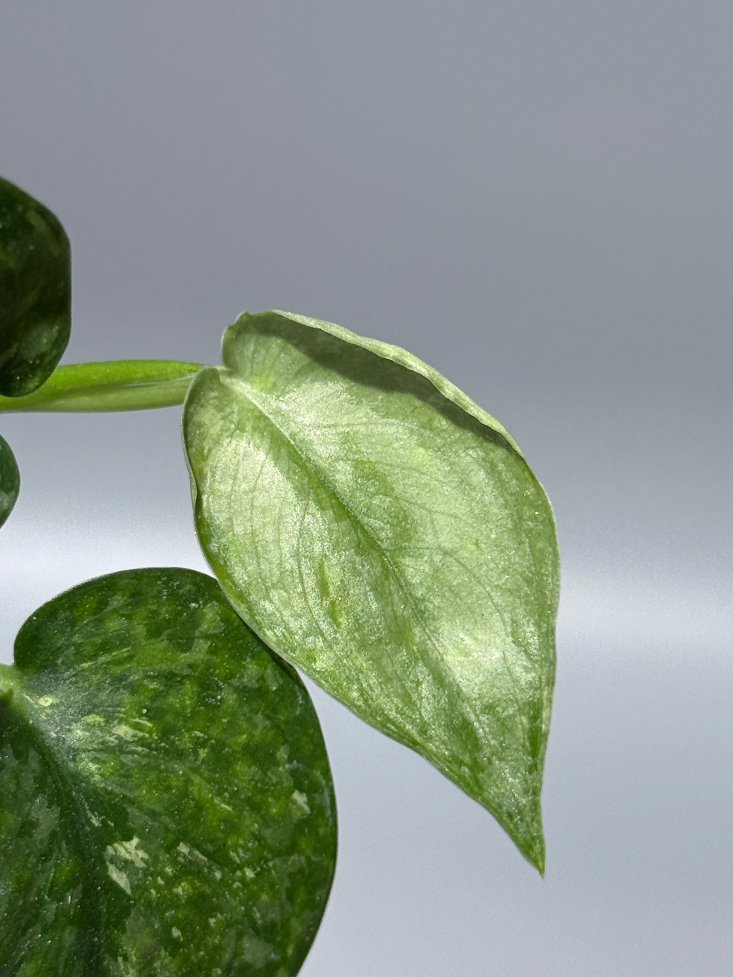 スキンダプサス レオパード / Scindapsus Leopard (2)