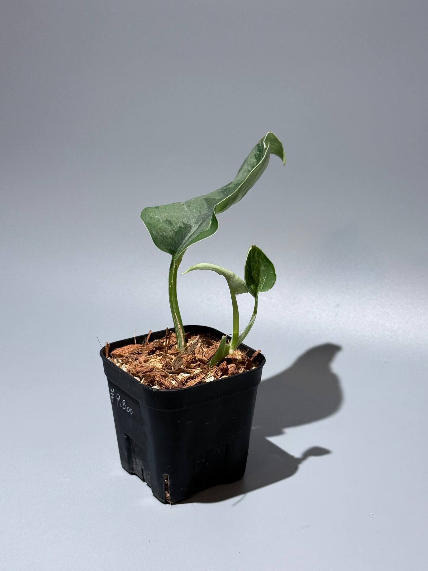 スキンダプサス シルバーナイト キサ / Scindapsus silverknight kisut (1)