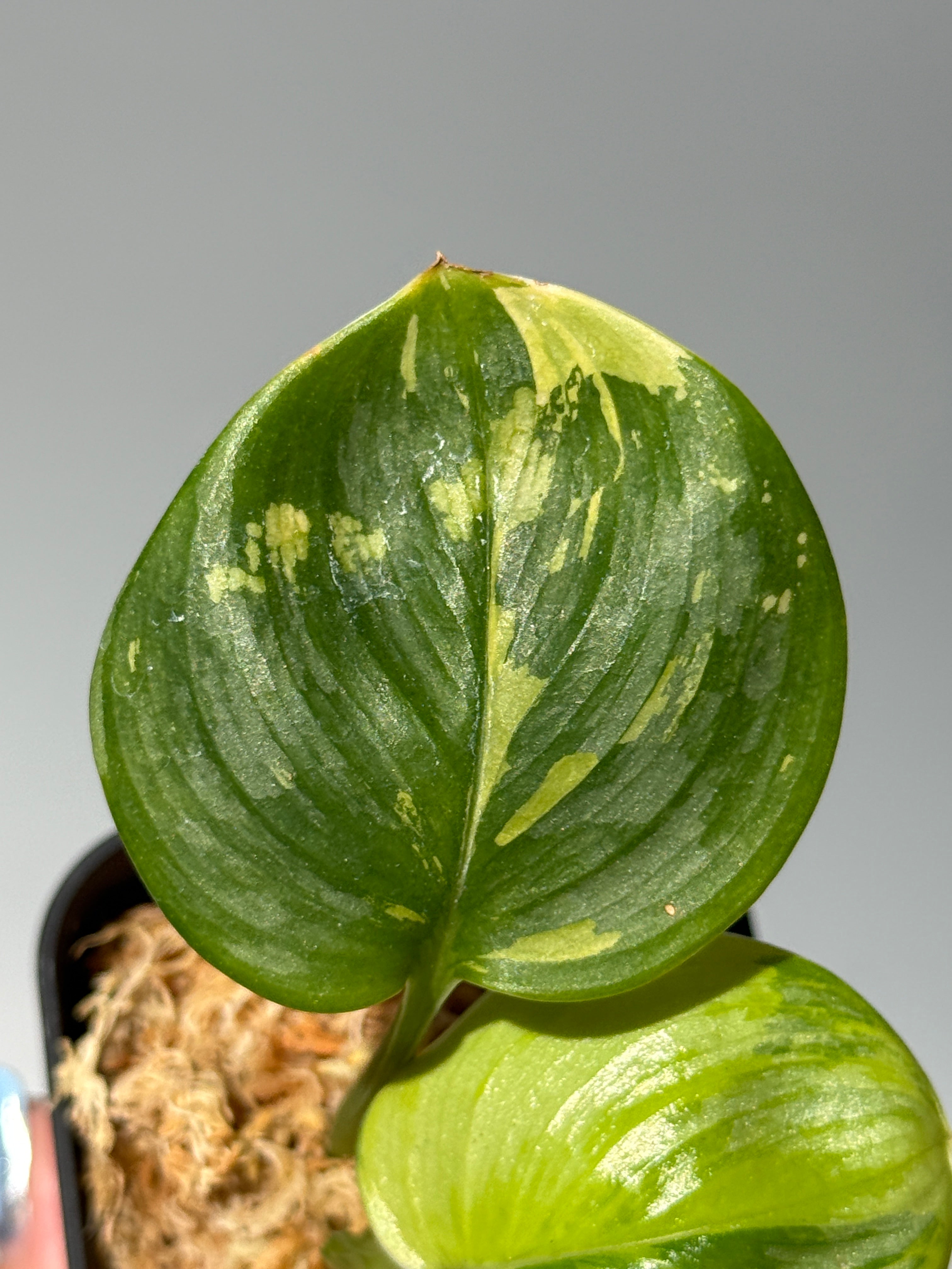 スキンダプサス ルビコン 斑入り / Scindapsus Rubicon var. (1